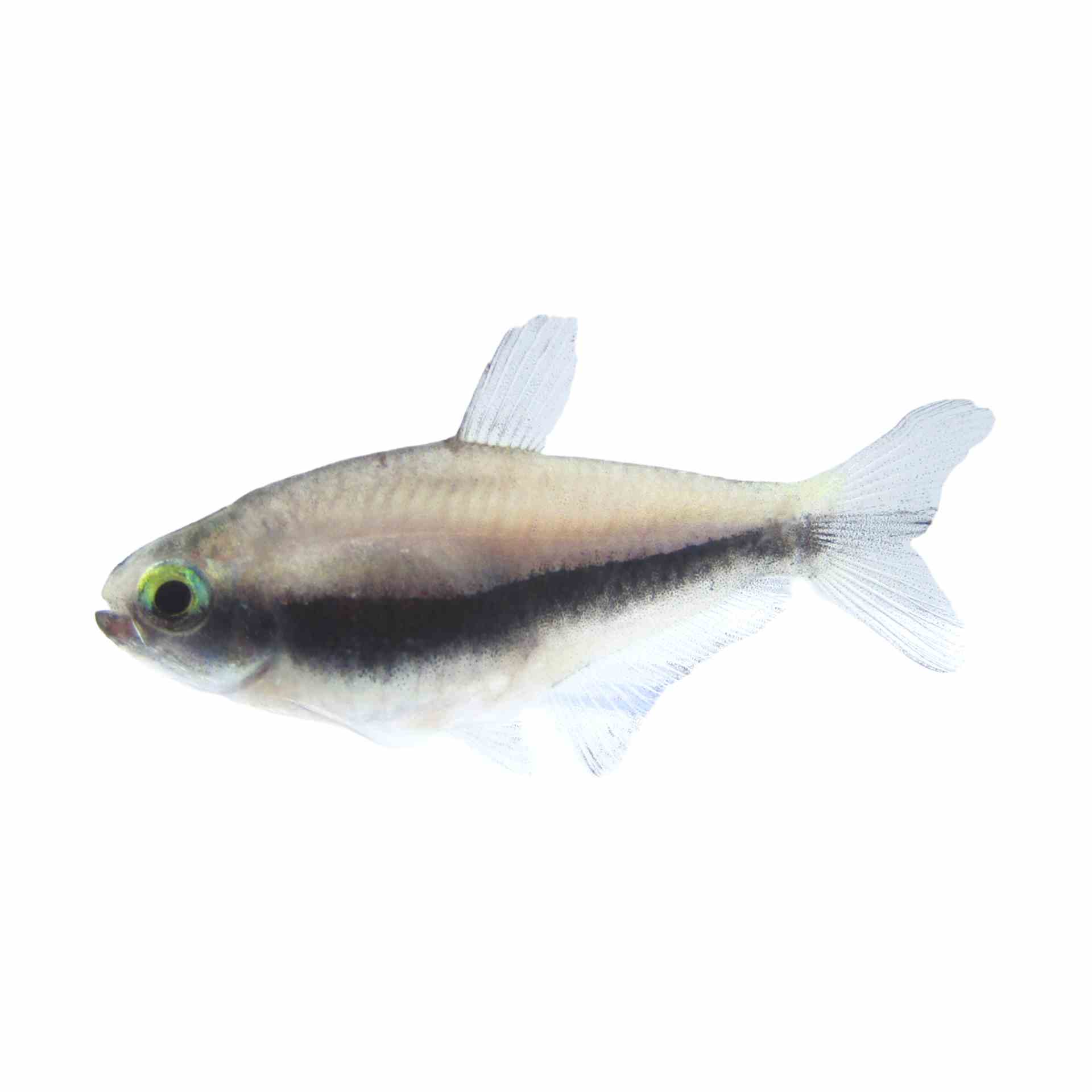 Emperor Tetra (3cm)