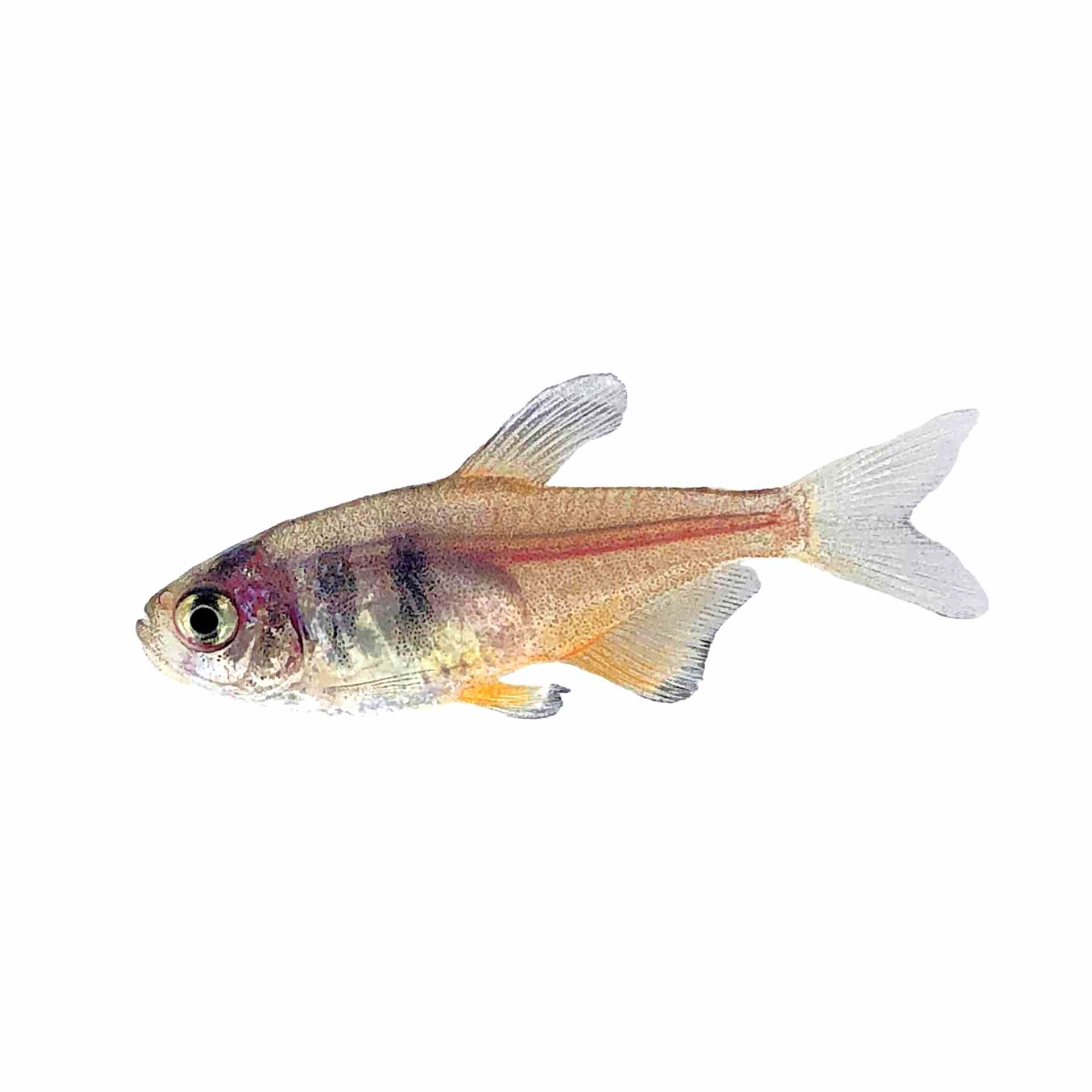 Flame Tetra (3cm)