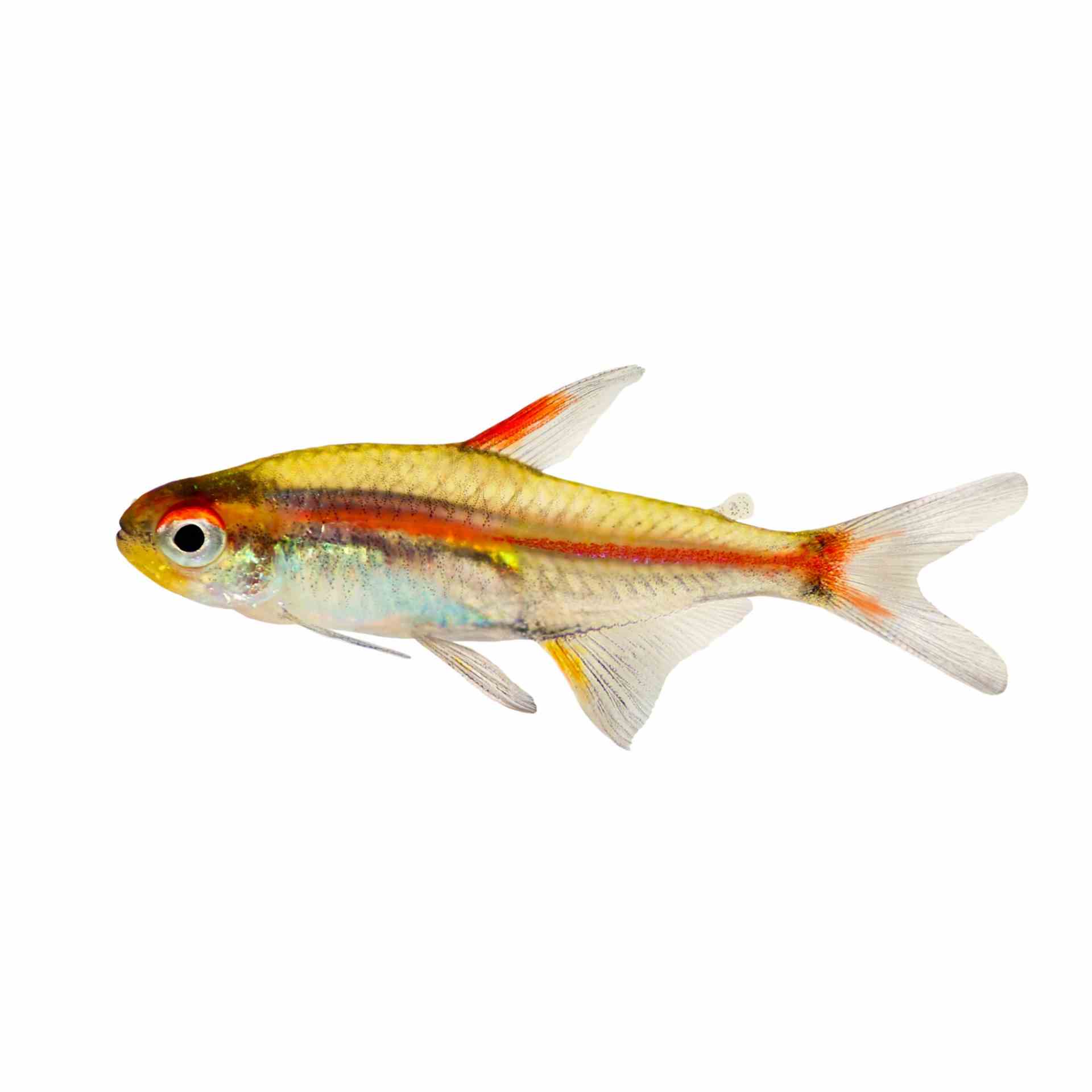 Glolite Tetra (2cm)