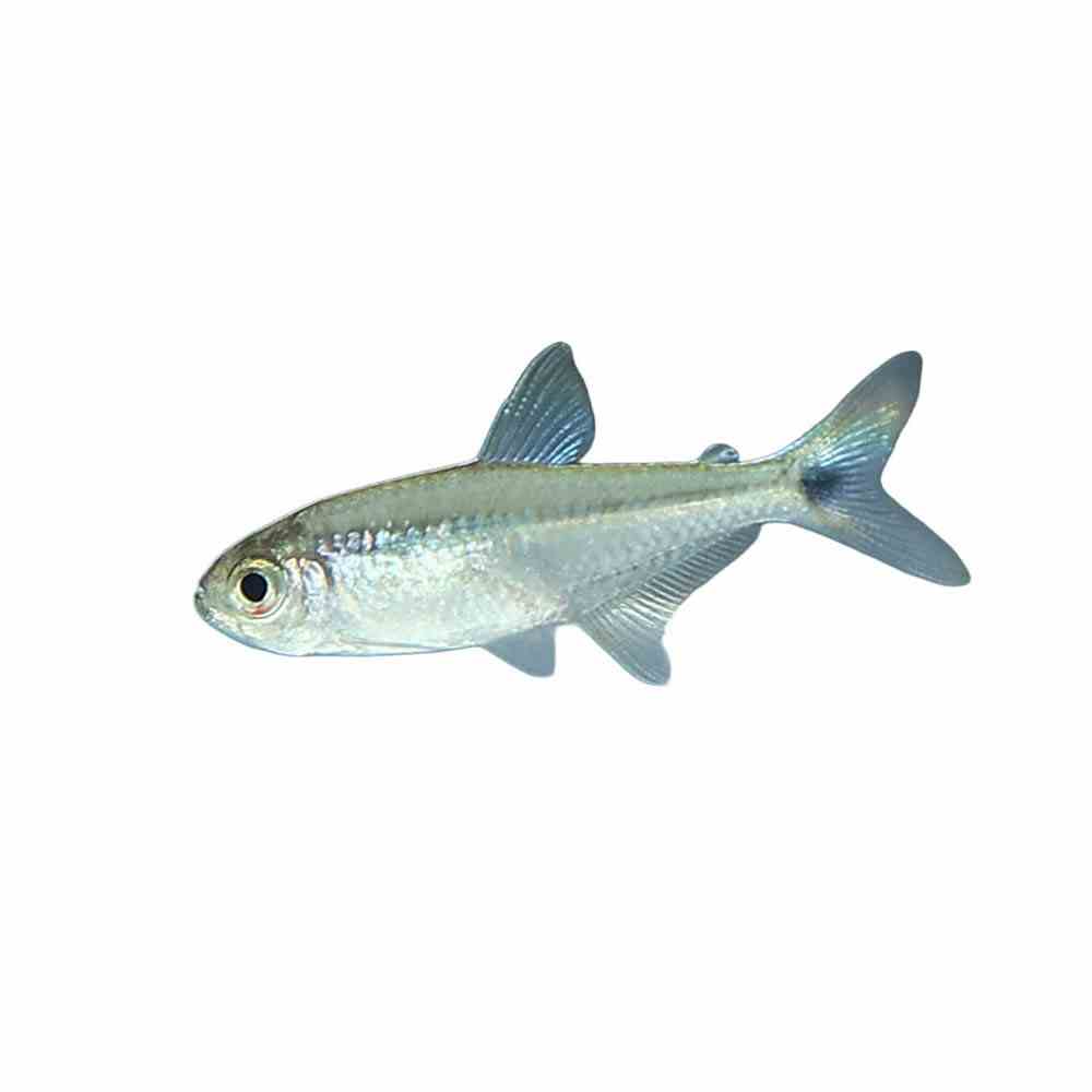Gold Tetra (2.5cm)