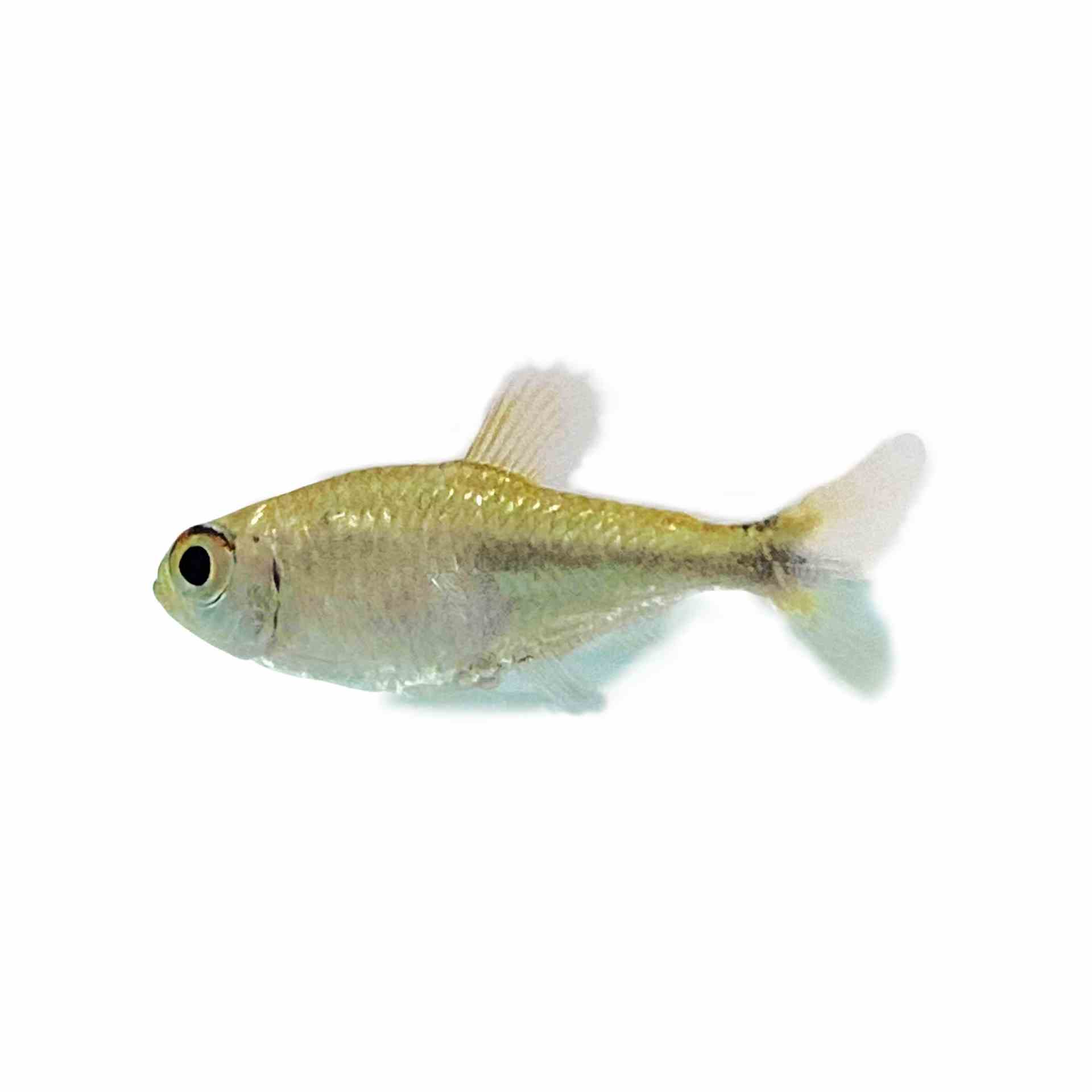 Gold Tetra (2.5cm)