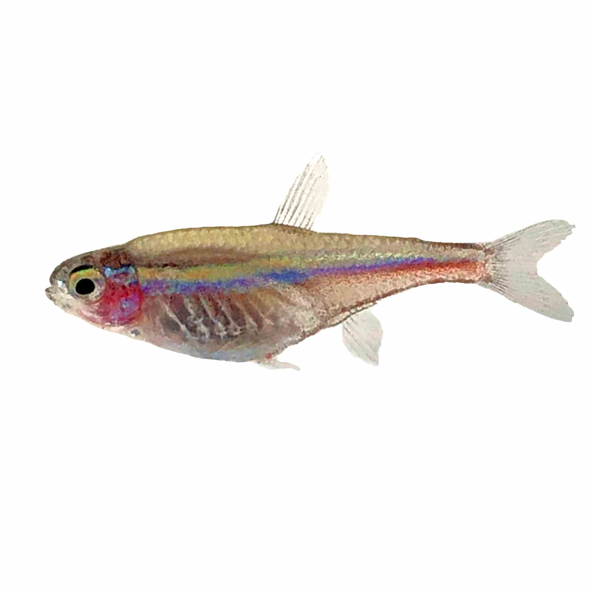 Green Neon Tetra (2cm)
