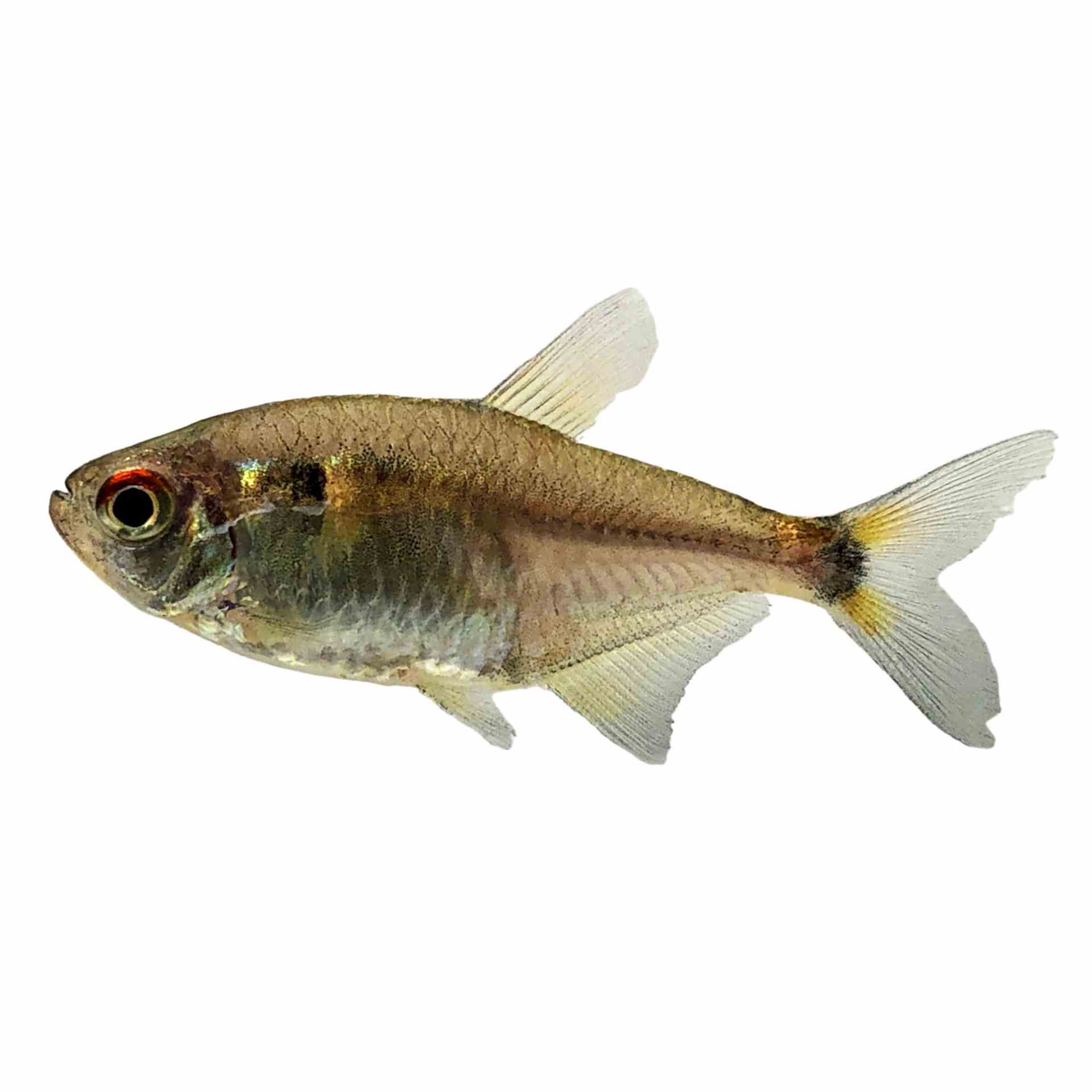 Head & Tail Light Tetra (3cm)