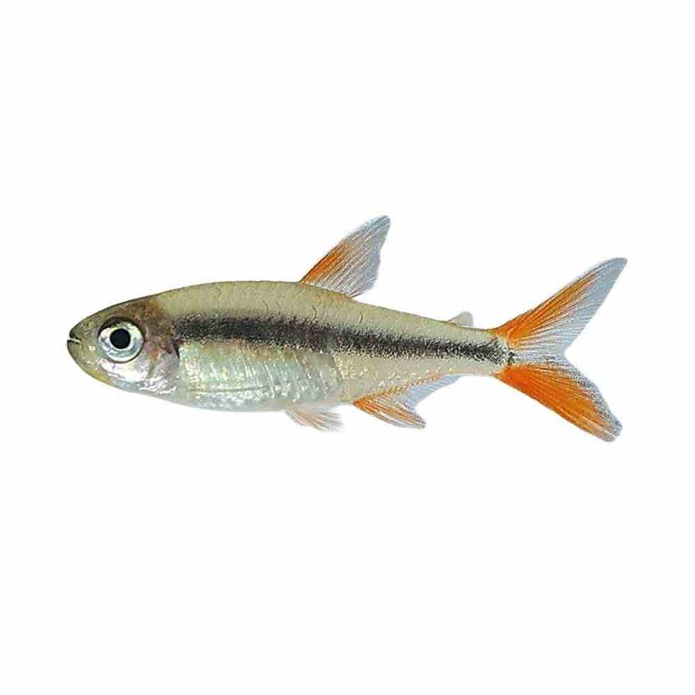 Hockey Stick Tetra - Red Tail (3.5cm)