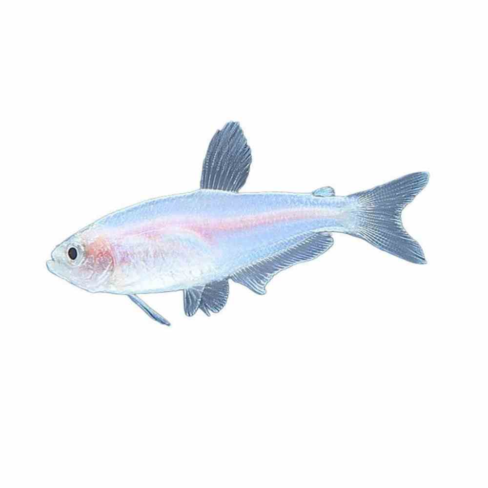Kerri Tetra Gold Blue Emperor (3cm)