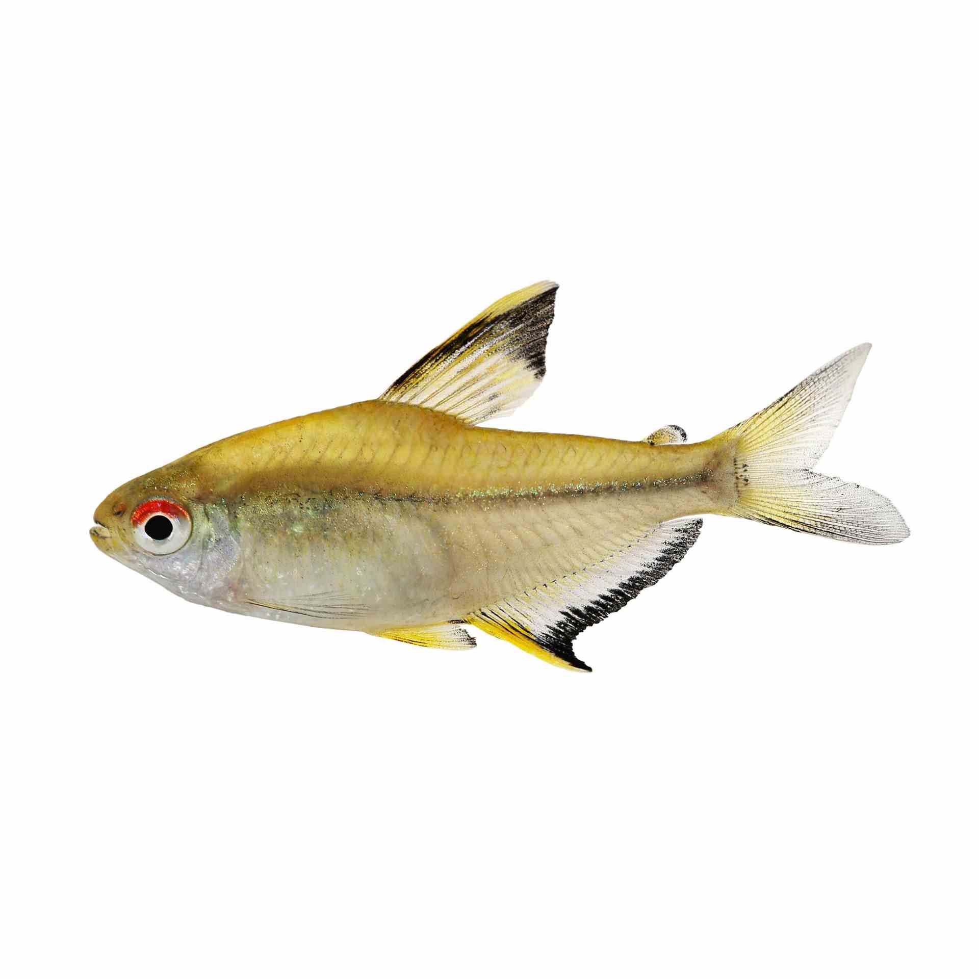 Lemon Tetra (3cm)