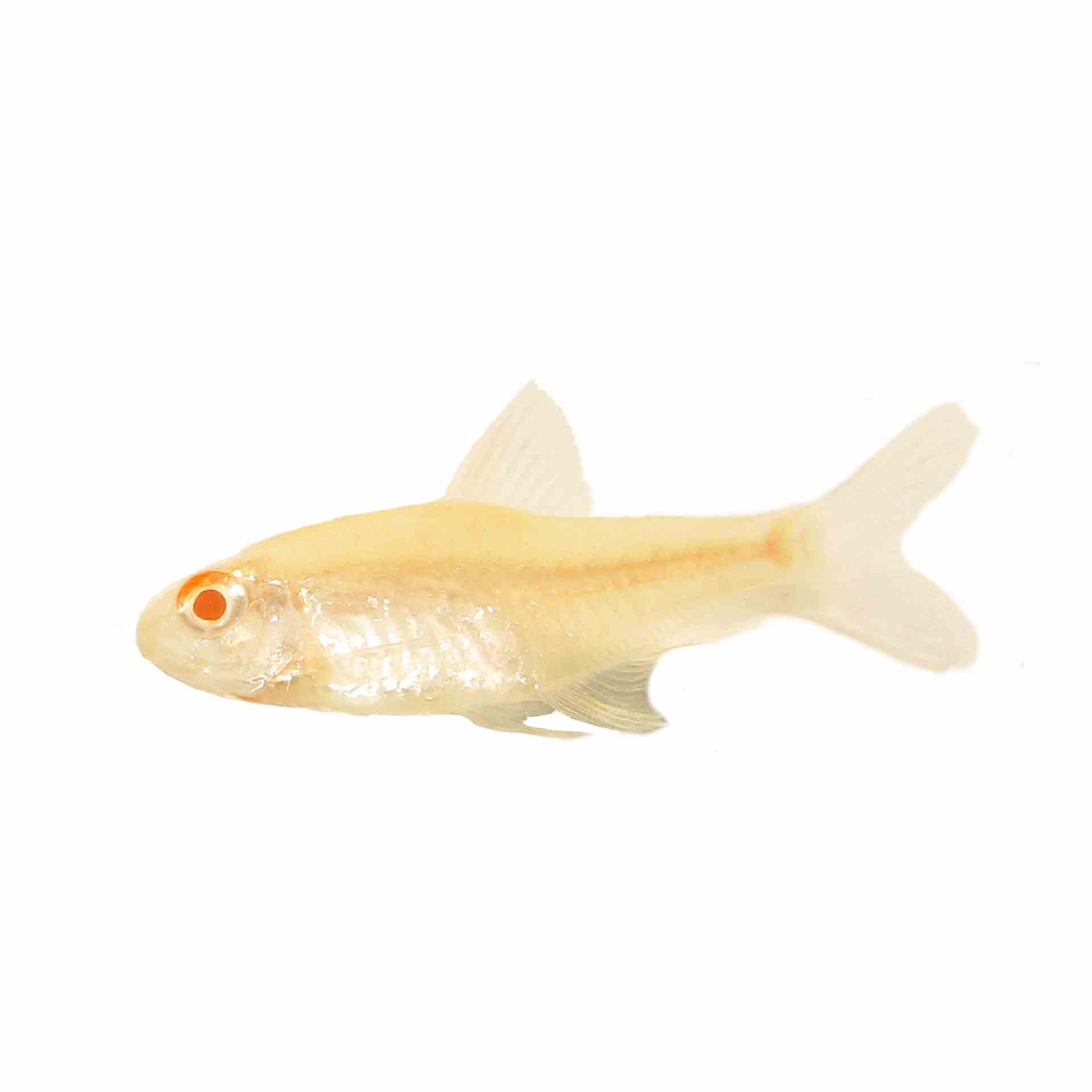 Albino Lemon Tetra (3cm)