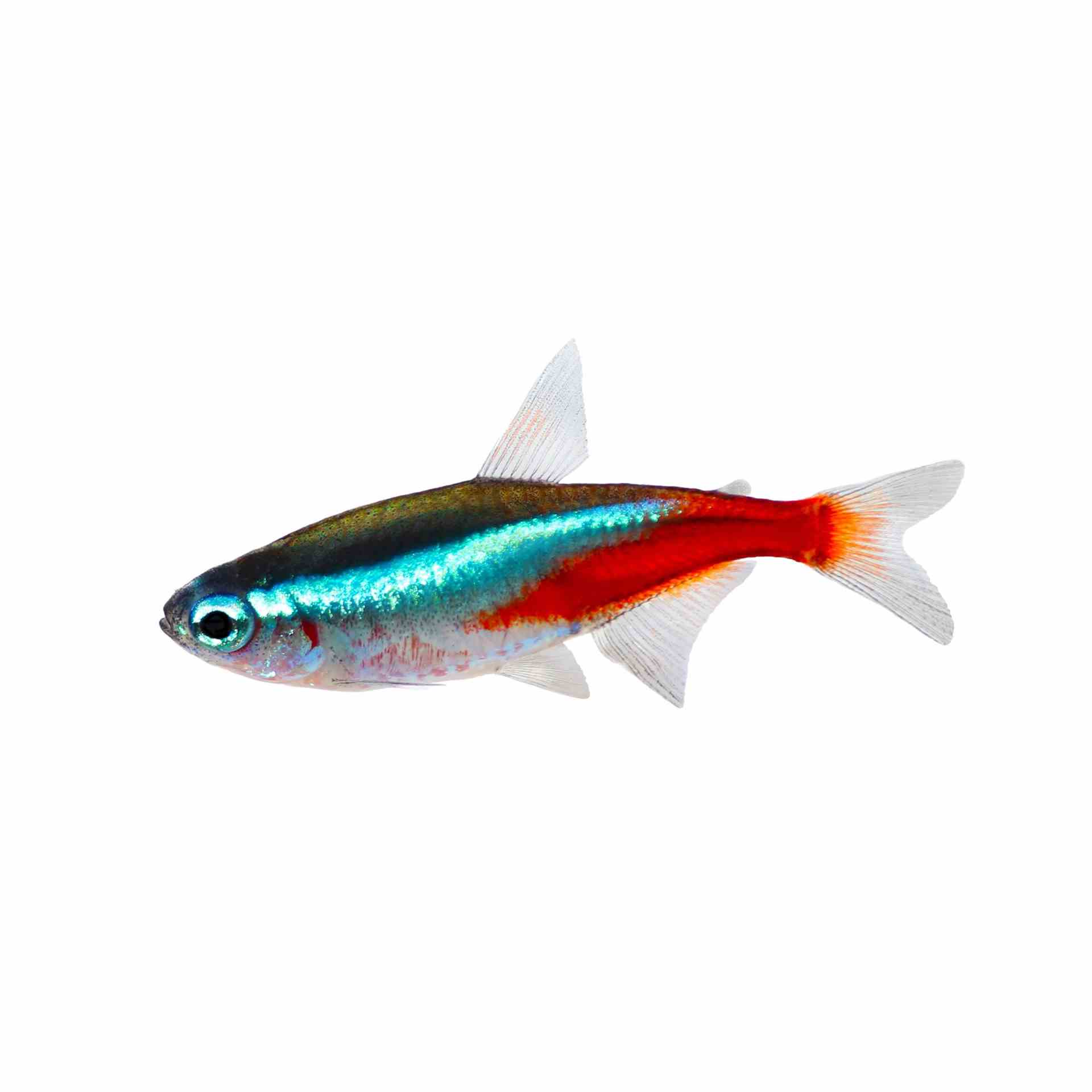 Neon Tetra (2cm)