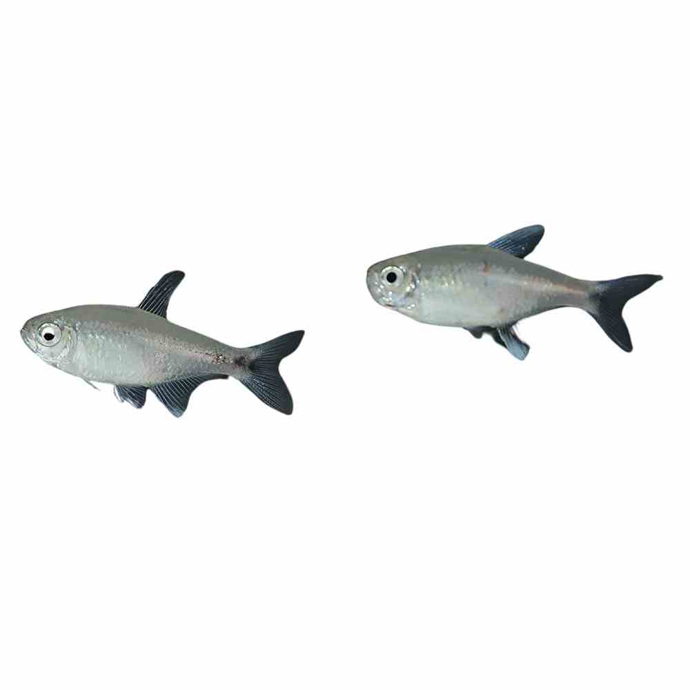 Nego Dagua Tetra (3cm)