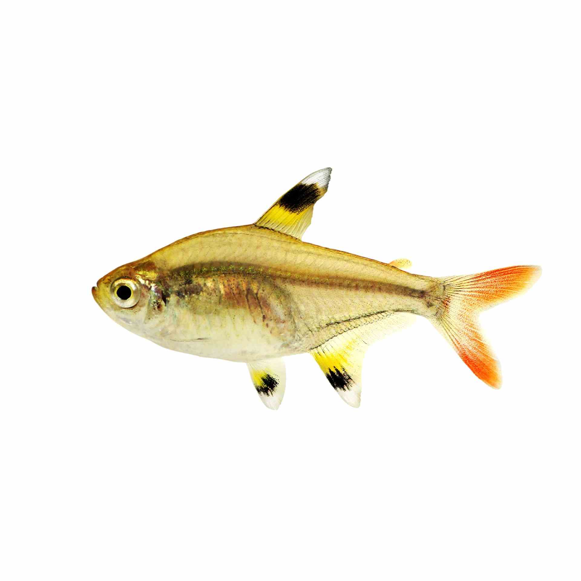 Pristella Tetra (3cm)