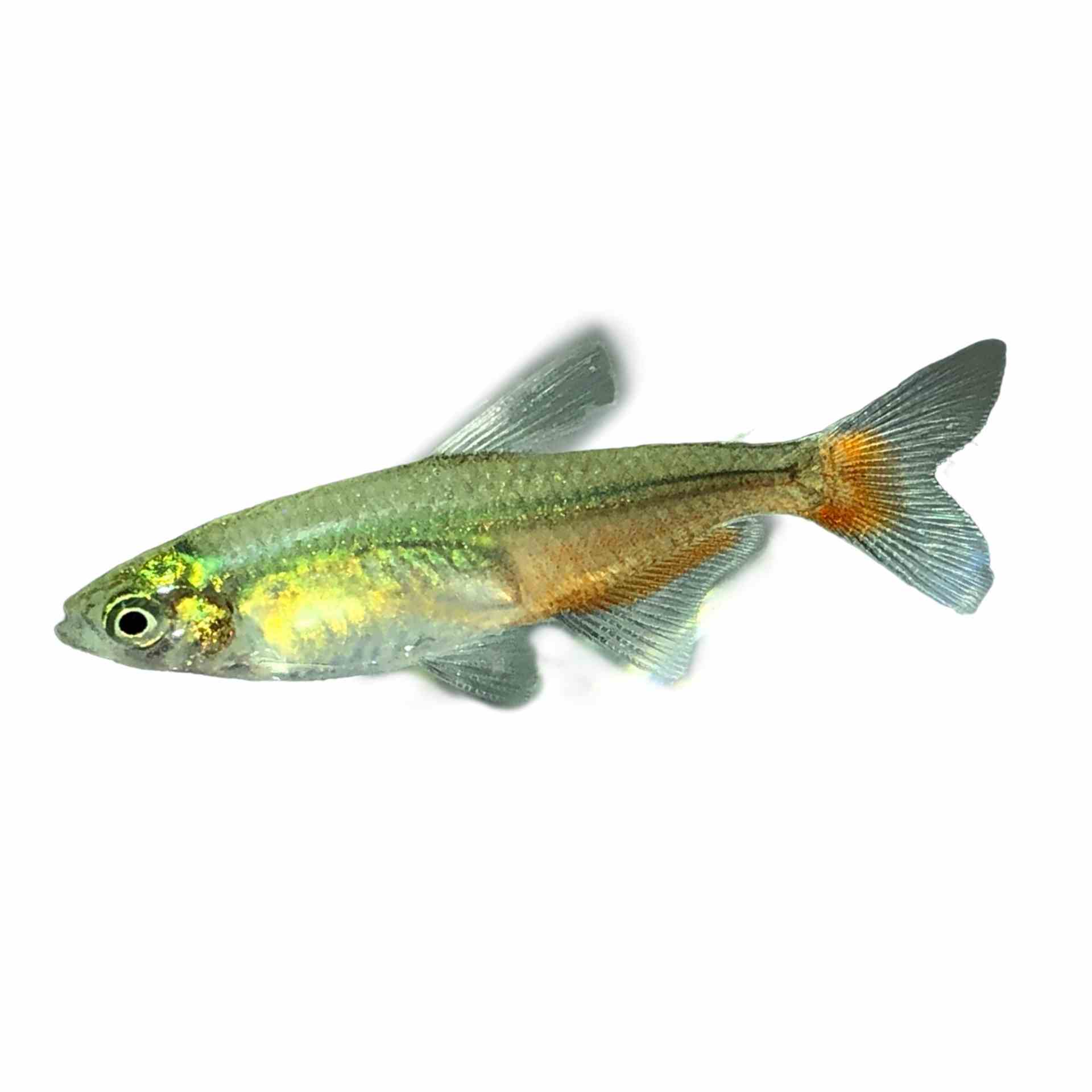 Rathbun's Bloodfin Tetra (3cm)