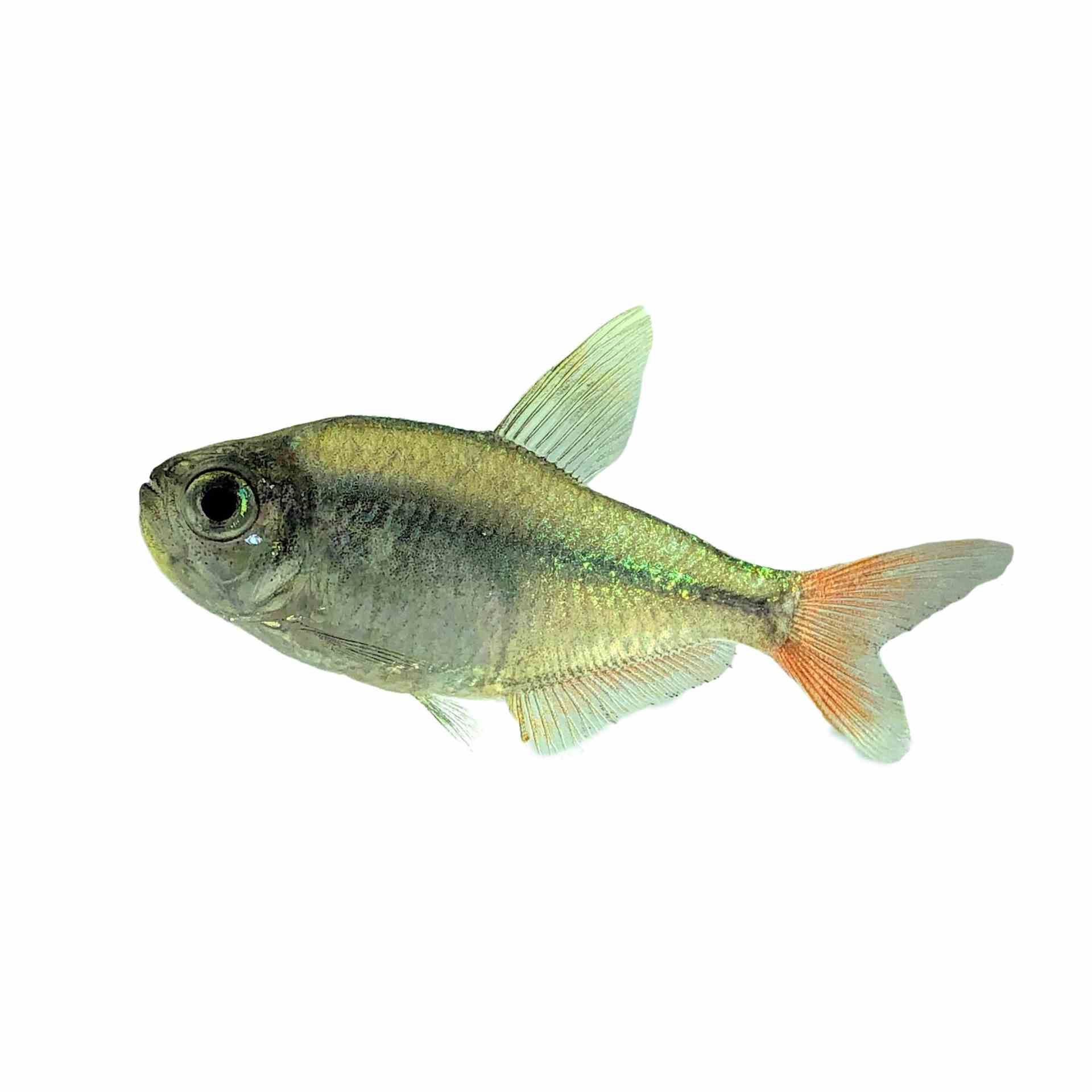 Red / Blue Colombian Tetra (3cm)