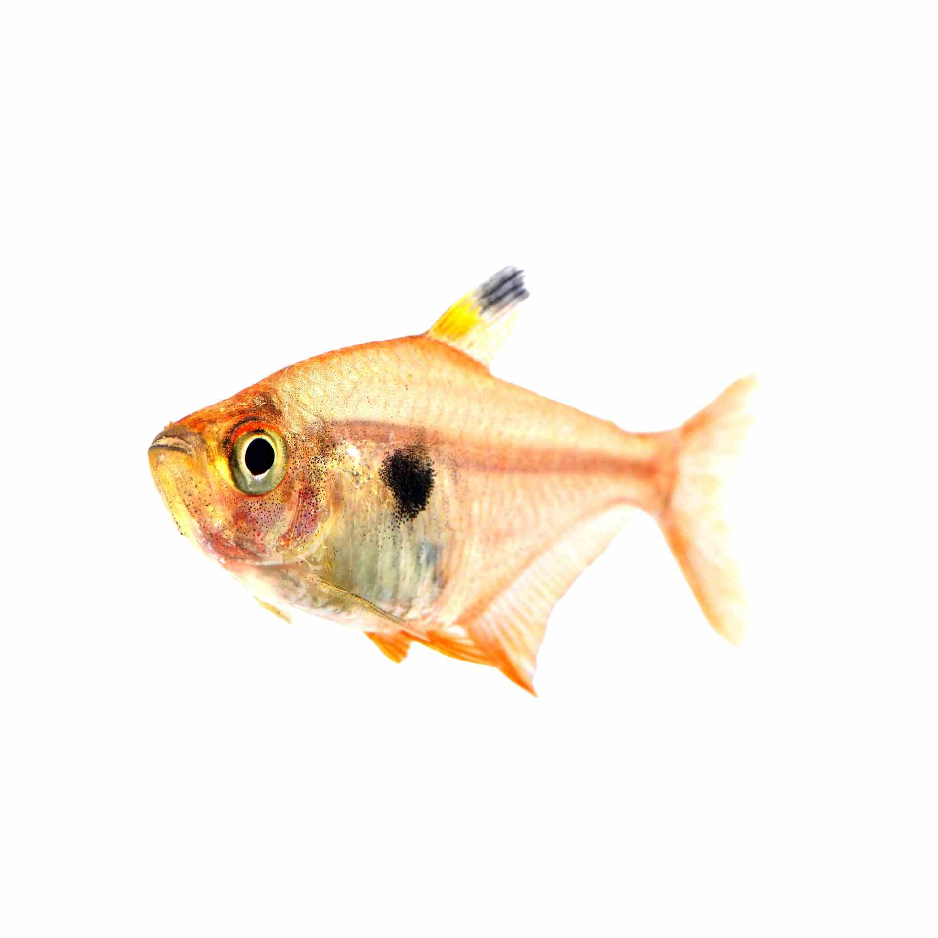 Red Phantom Tetra (2.5cm)