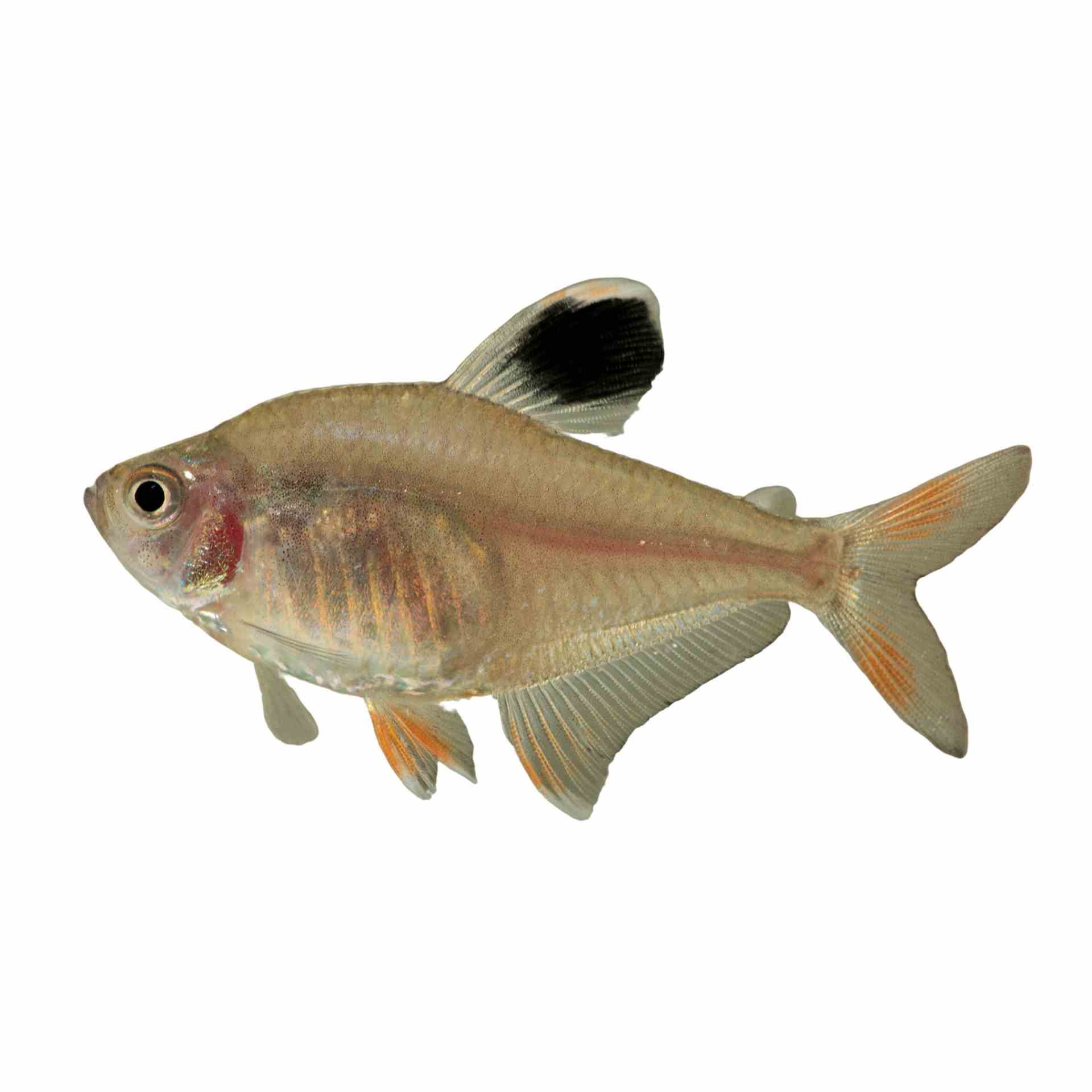 Rosy Tetra (3cm)