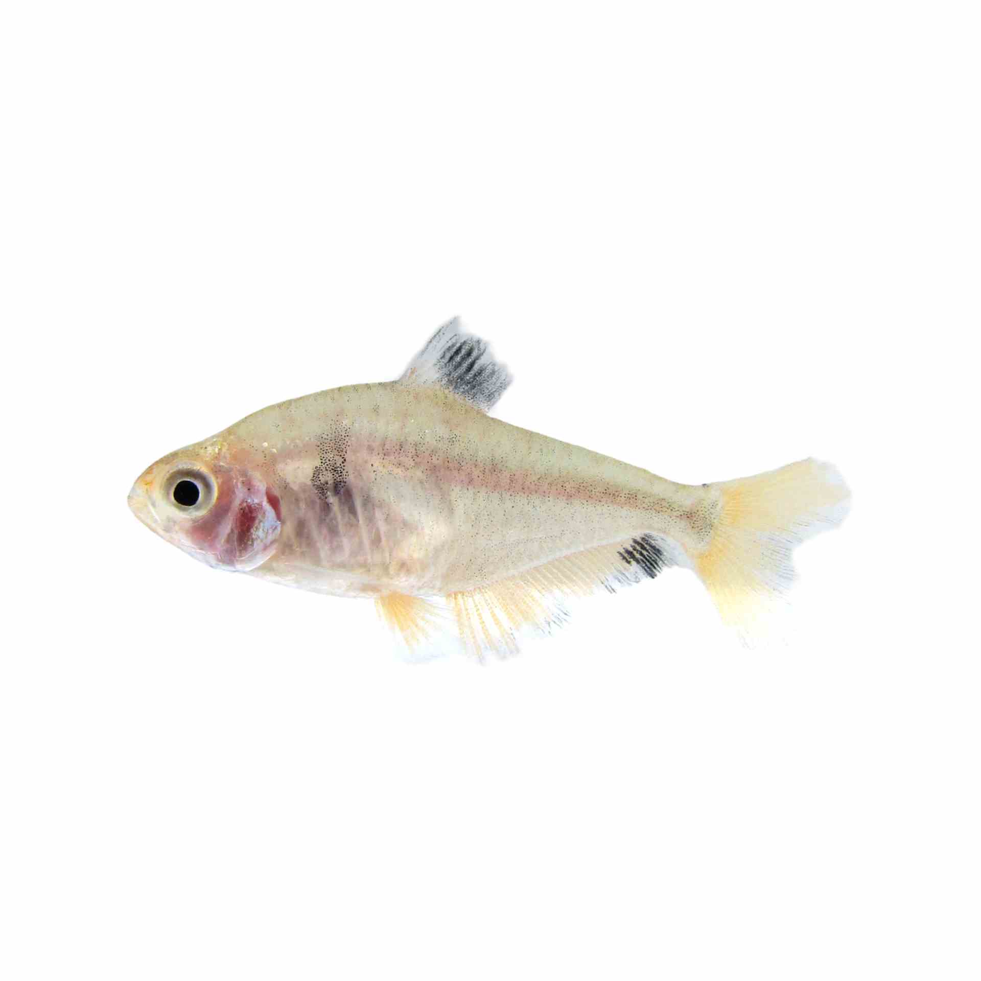 Longfin Serpae Tetra (3cm)