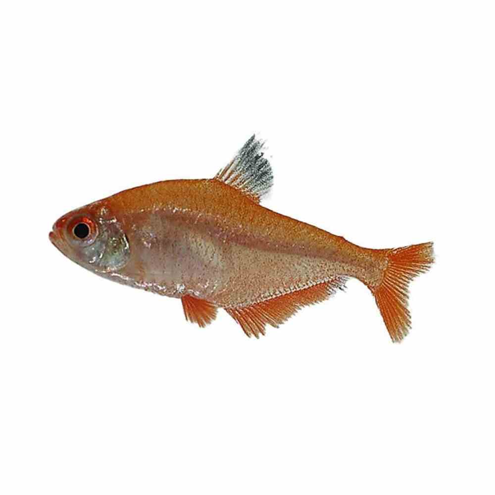 Super Serpae Tetra (3cm)