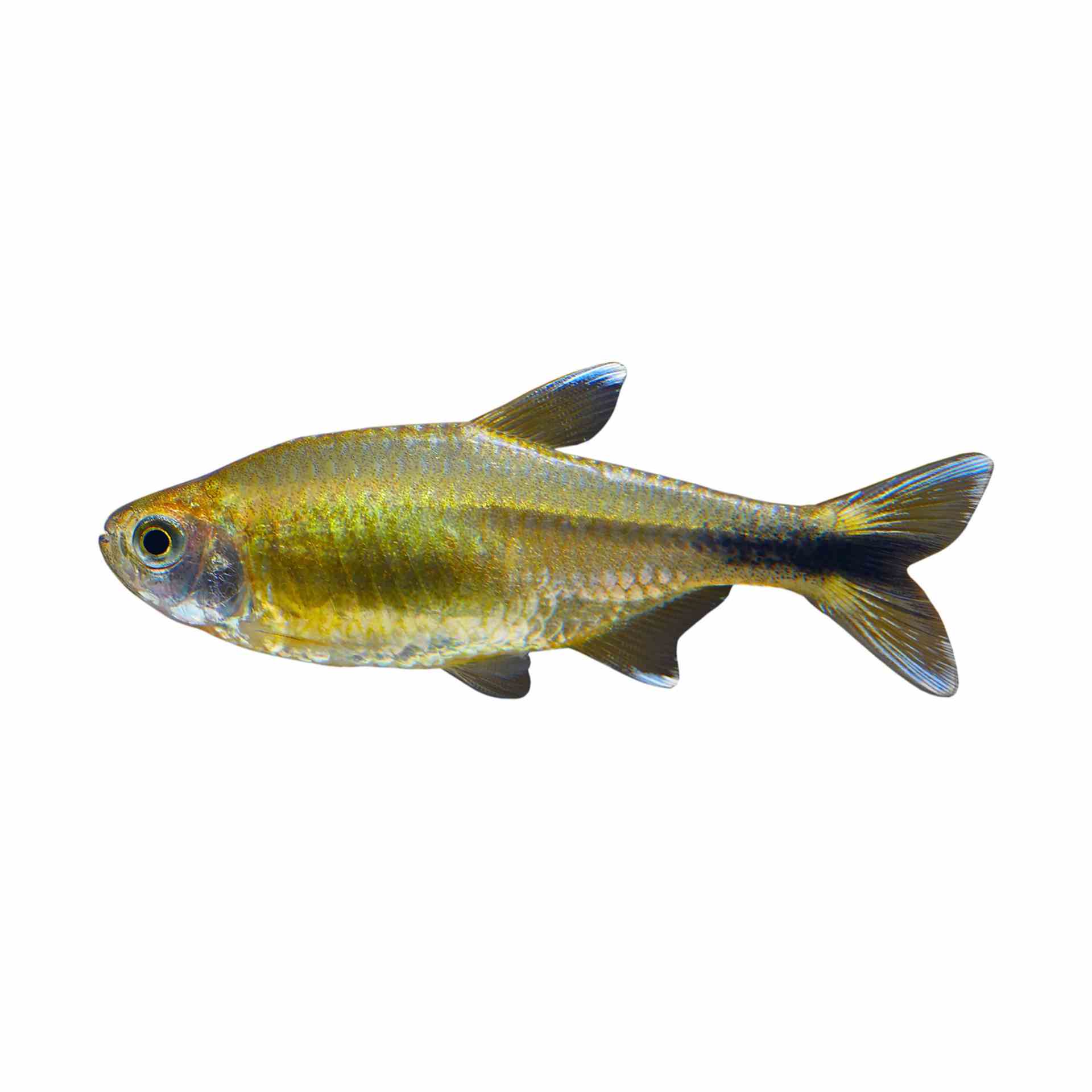 Silver Tip Tetra (3.5cm)