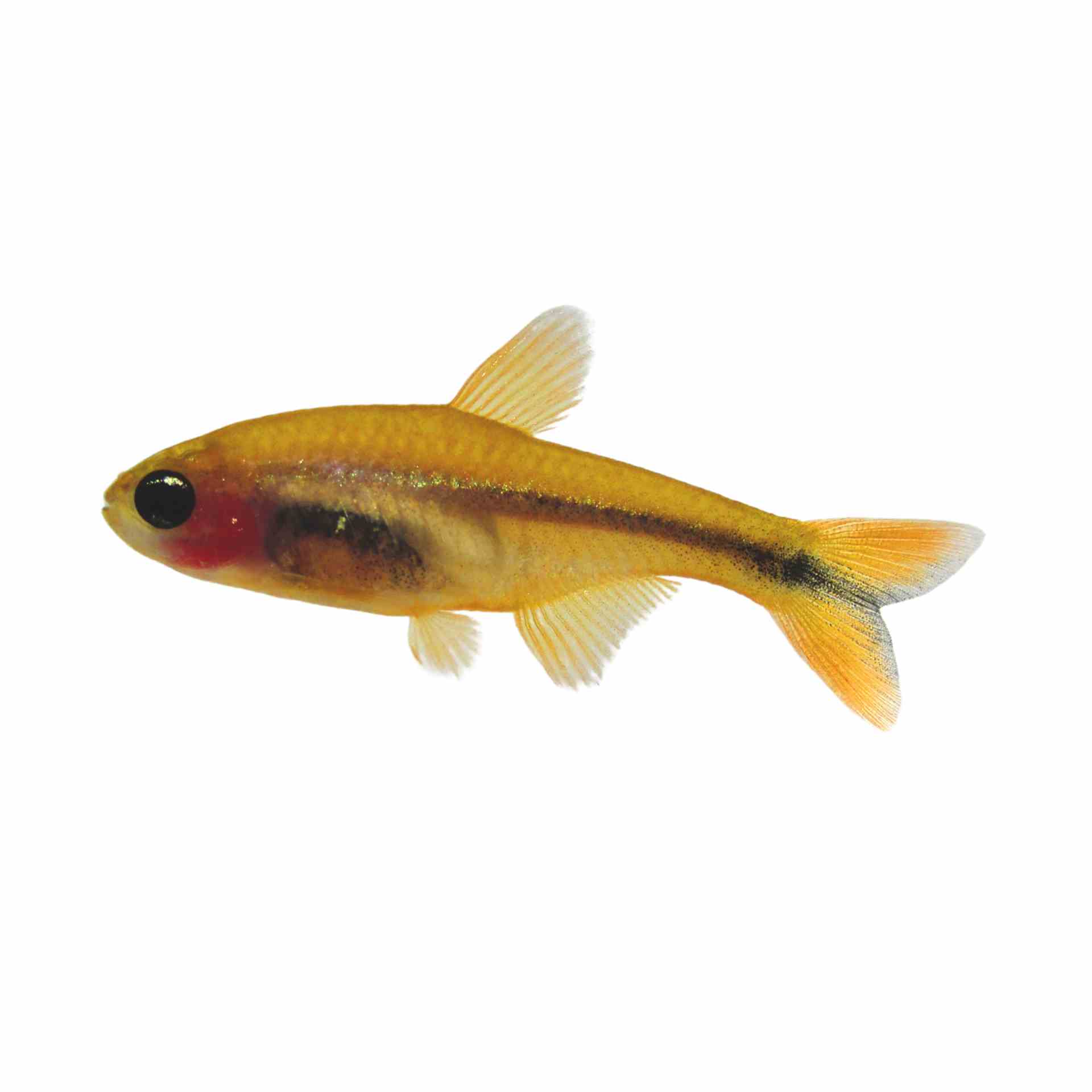 Golden Silver Tip Tetra (3.5cm)