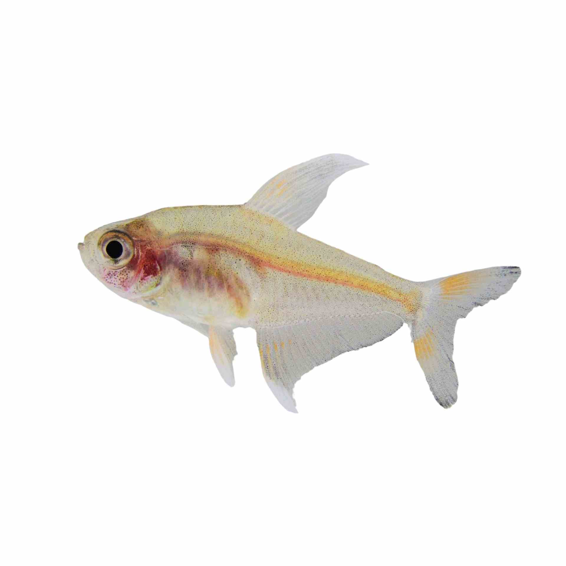 White Finned Tetra (3.5cm)