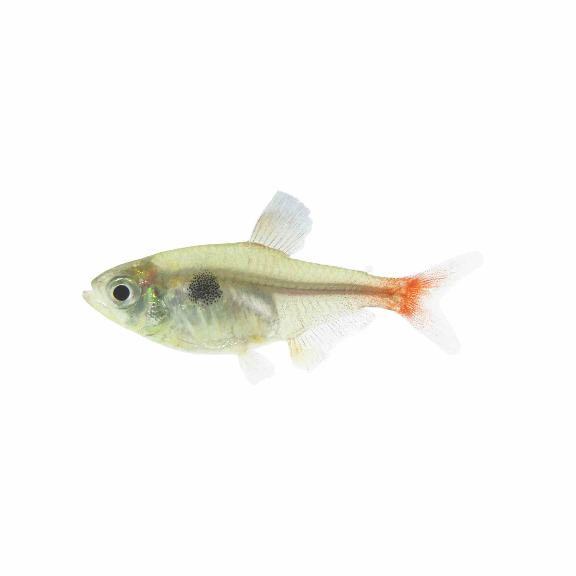 Yellow Phantom Tetra (3cm)