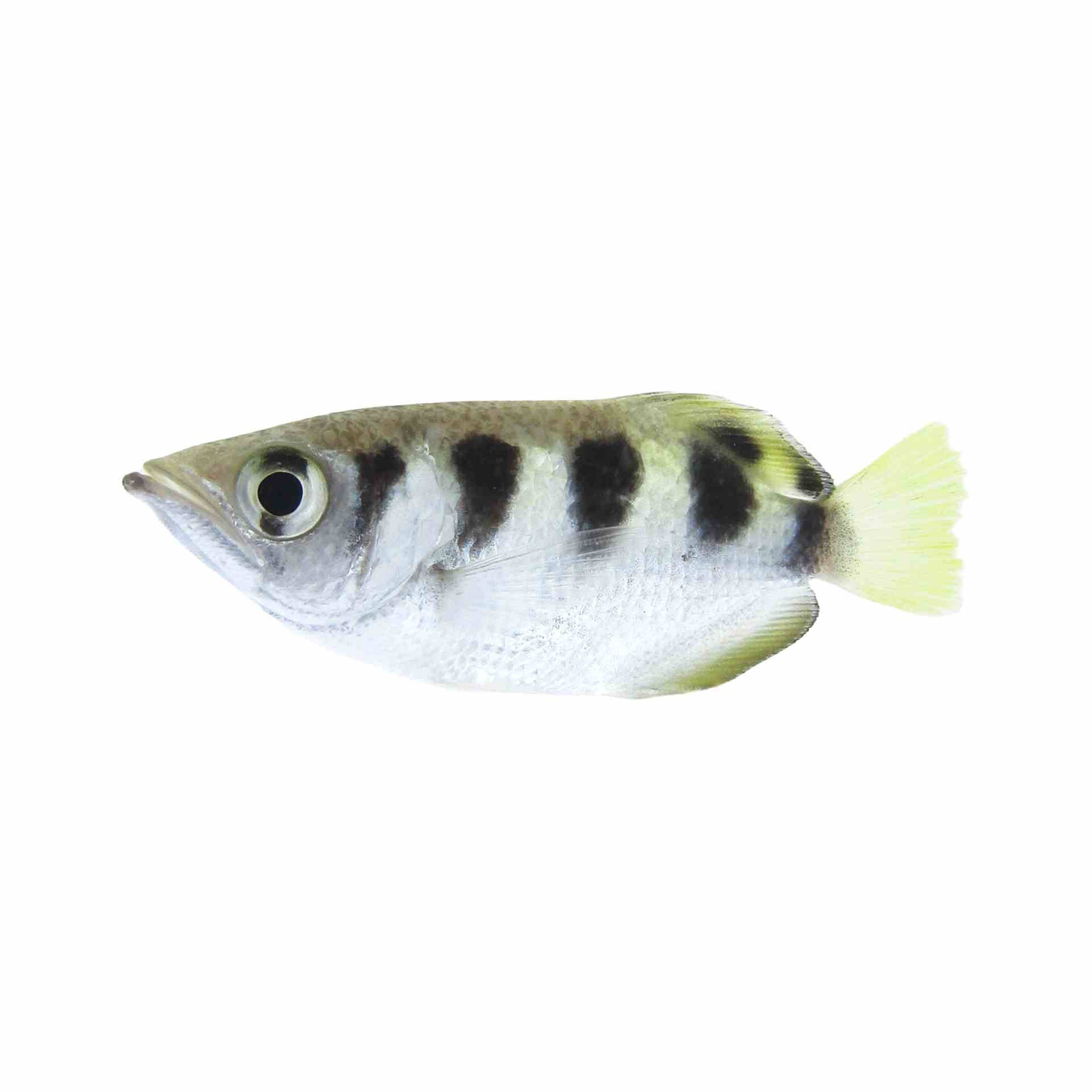 Banded Archer Fish - Brackish (import) (5cm)