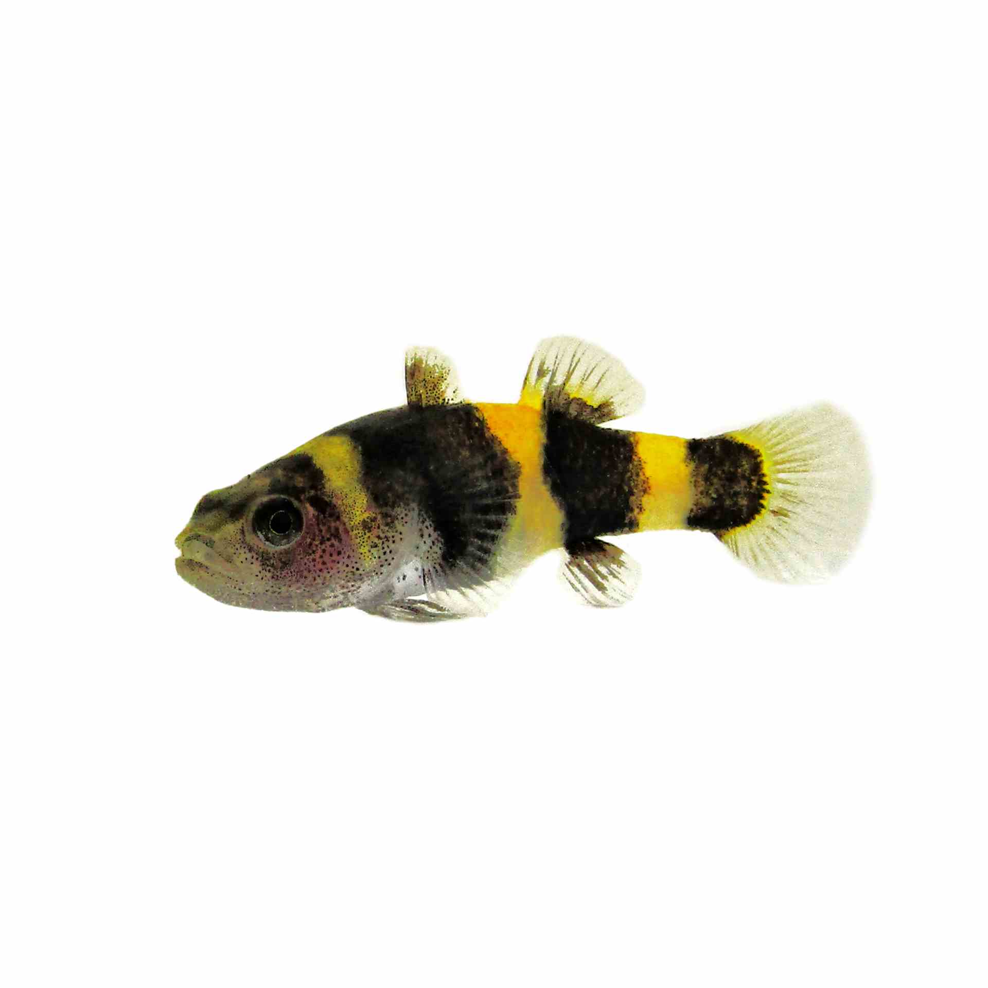 Bumble Bee Goby (2.5cm)