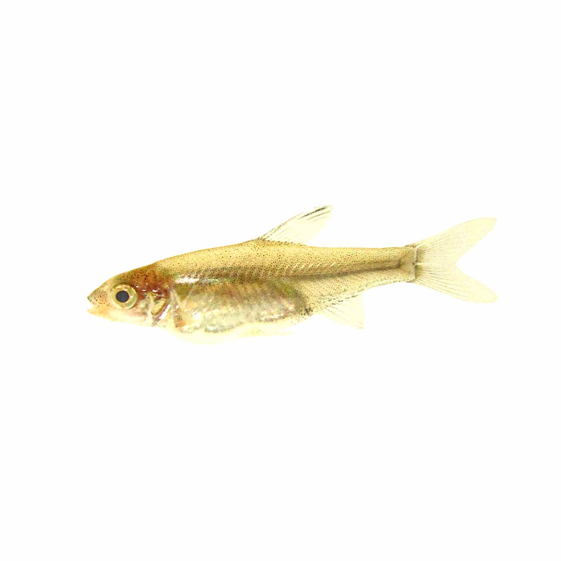 Burmese Rummynose (2.5cm)