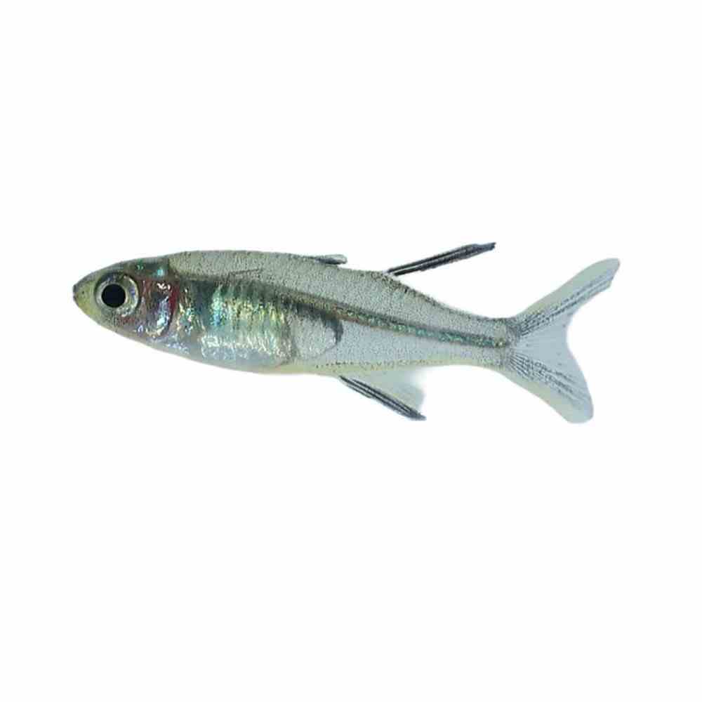 Celebes Rainbow (2-3cm) (3cm)