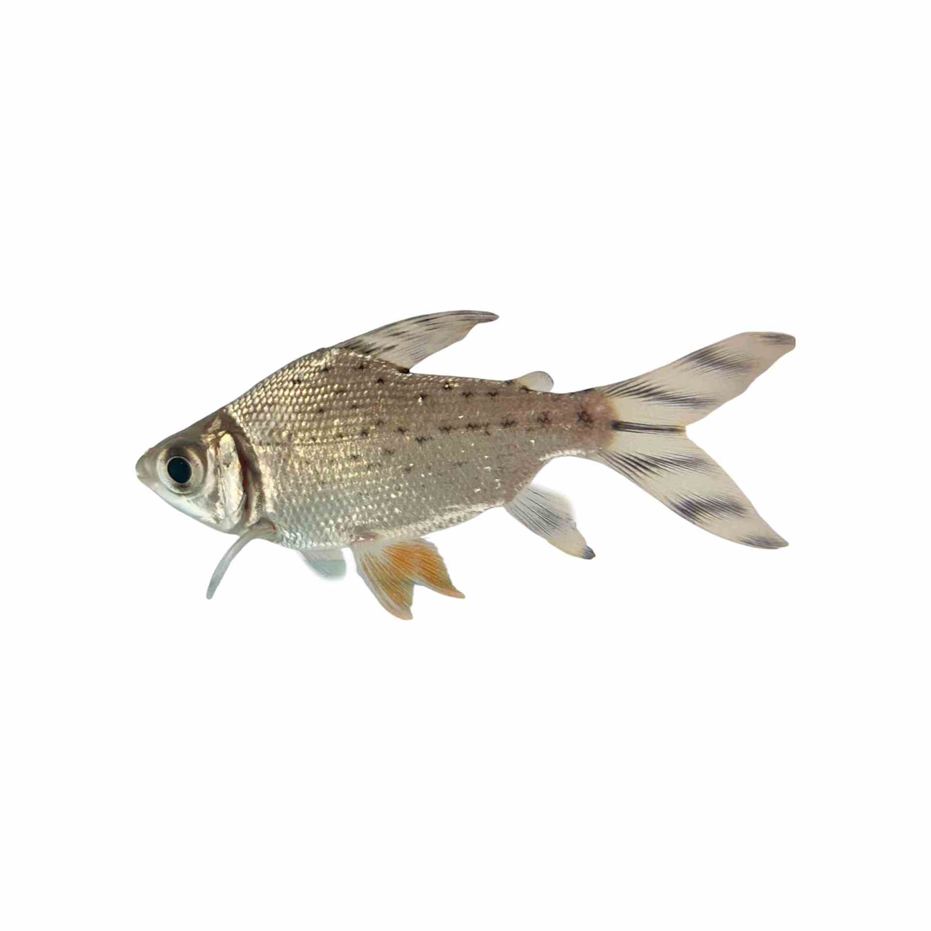 Flagtail Prochilodus - Red Fin - Wild (4cm)