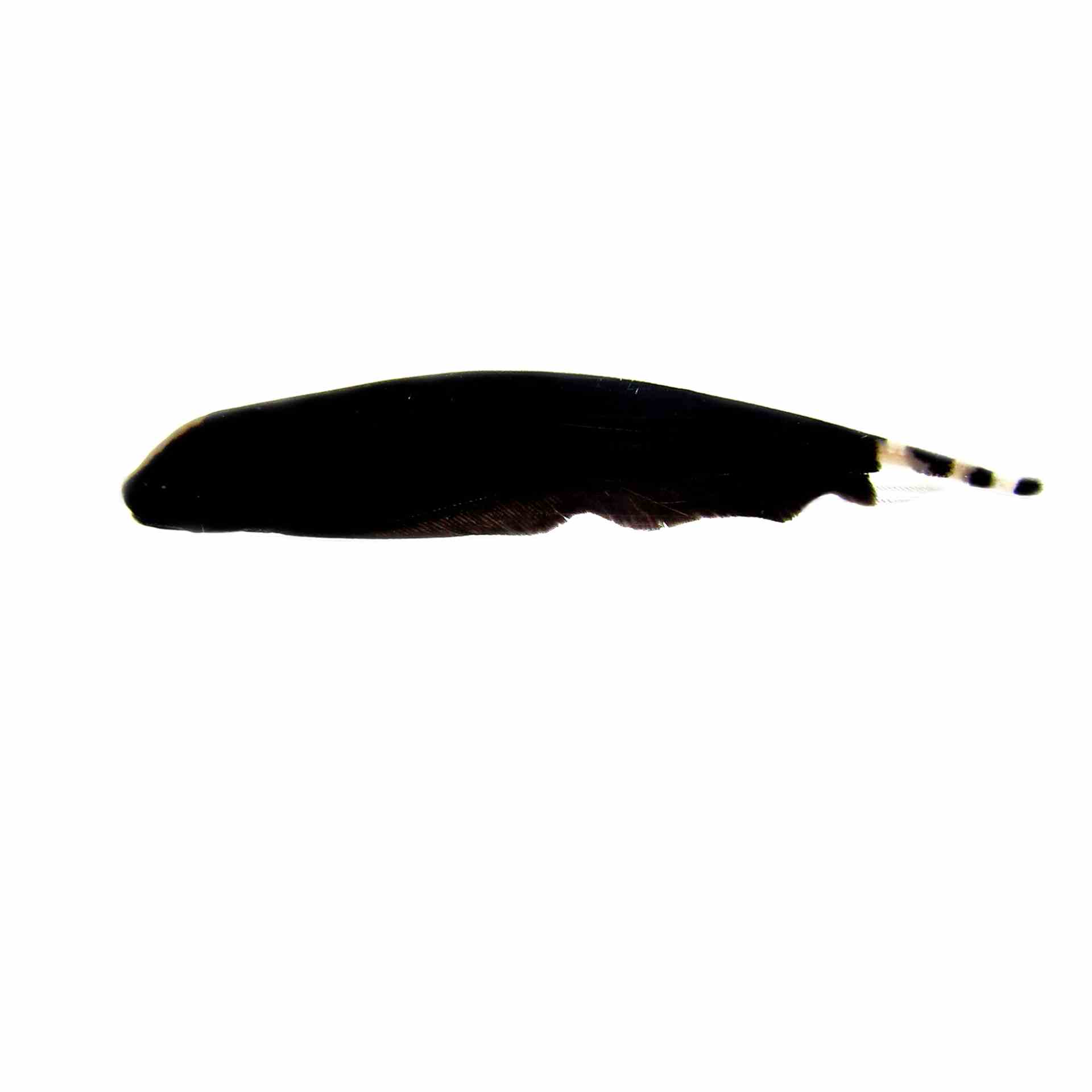 Knife Fish Black Ghost (8cm)