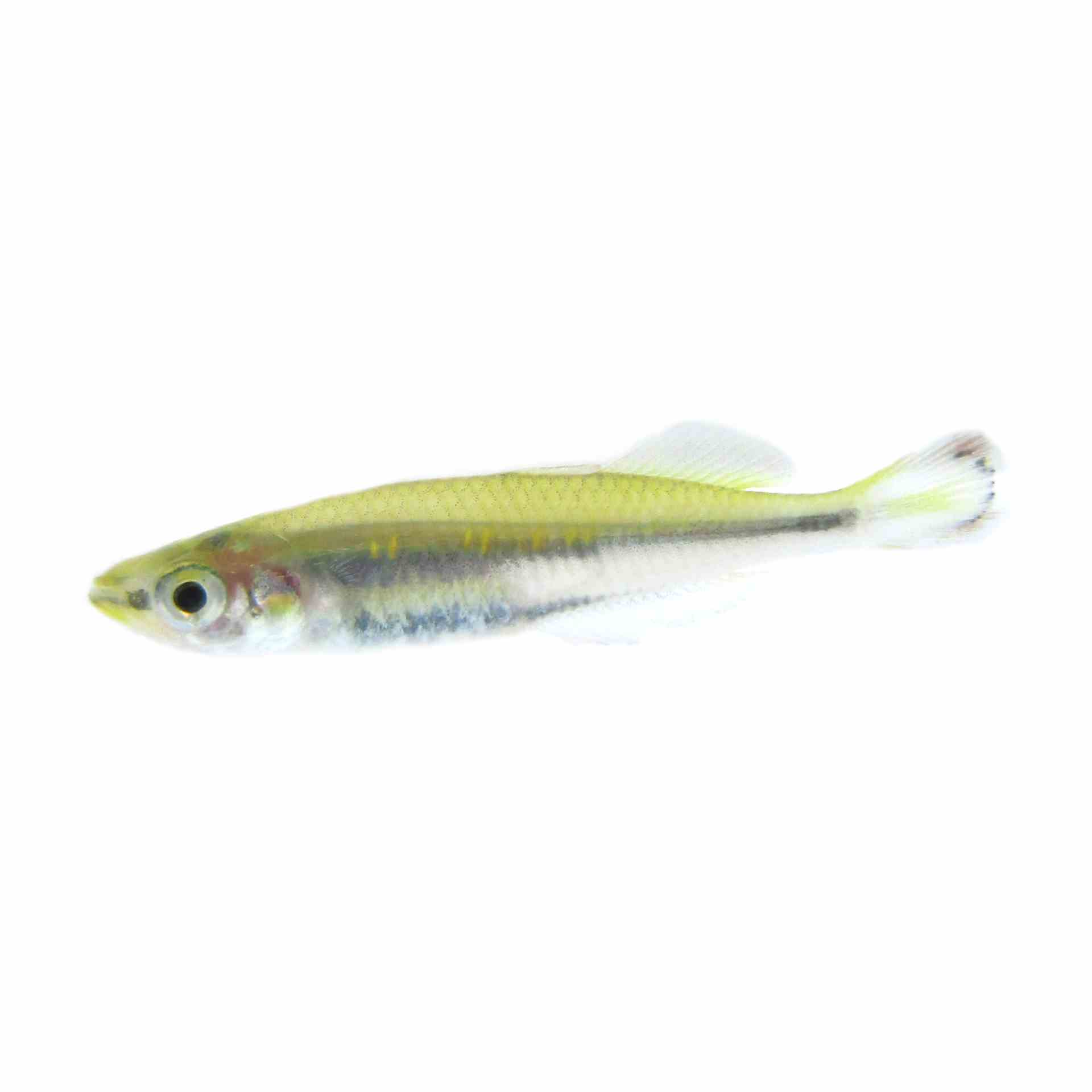 Madagascar Rainbow (5cm)