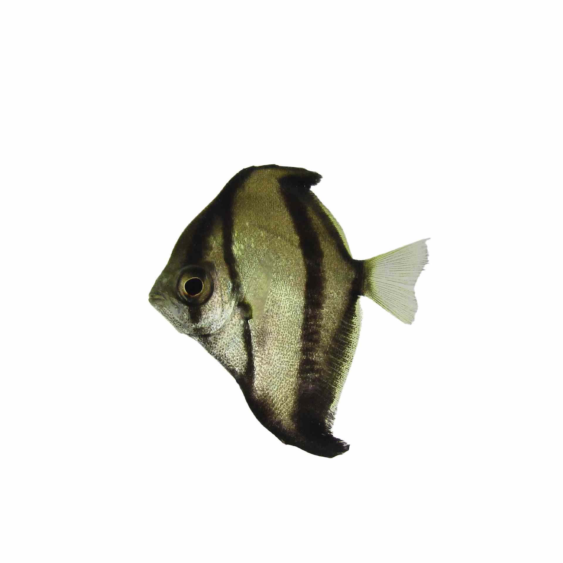 Mono Sebae - Brackish (4cm)