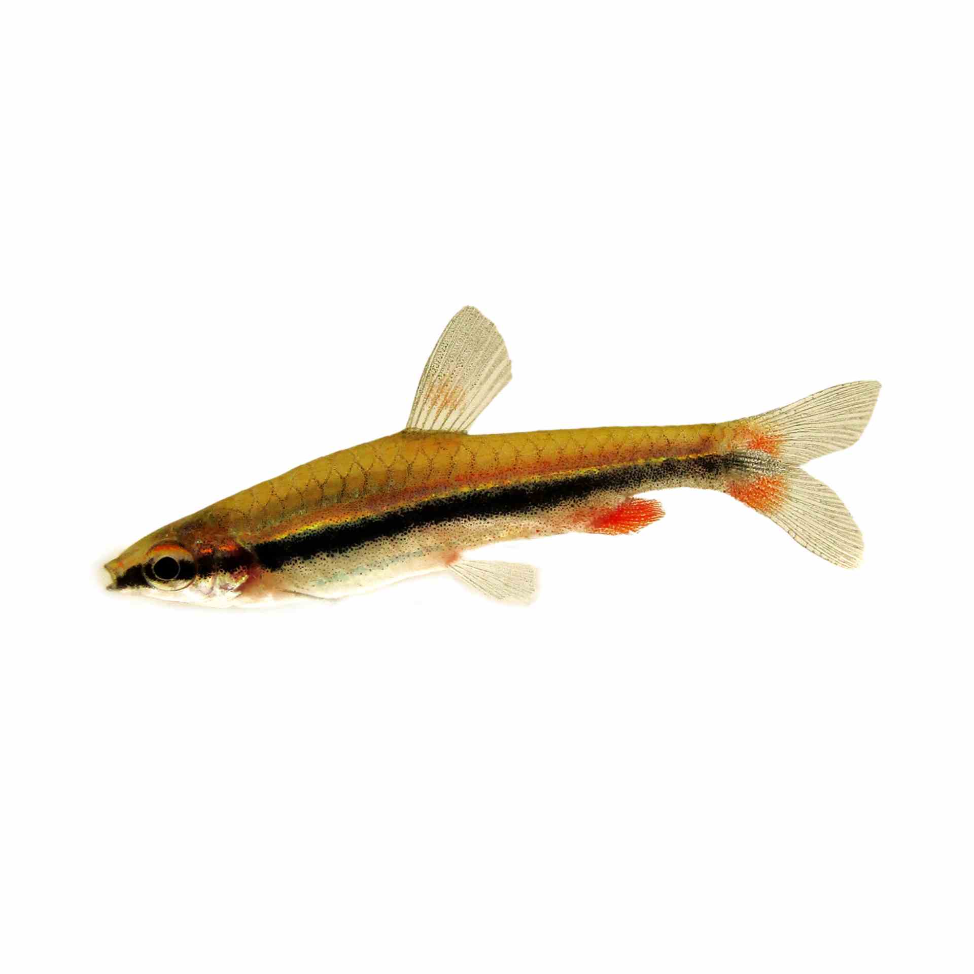 Golden Pencilfish (3cm)