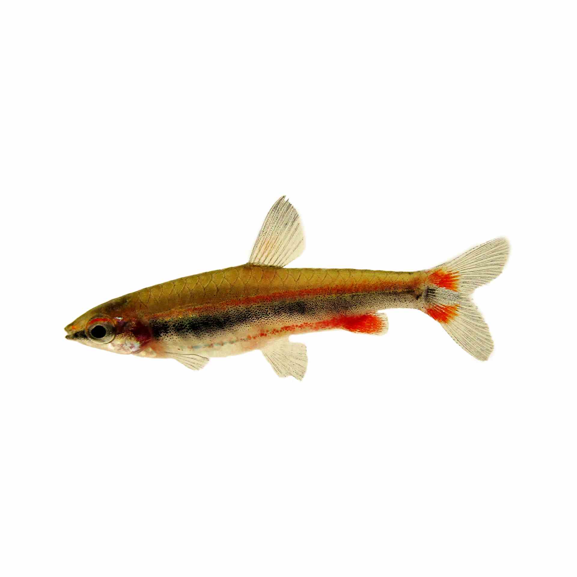 Golden Pencilfish -red Form (3cm)