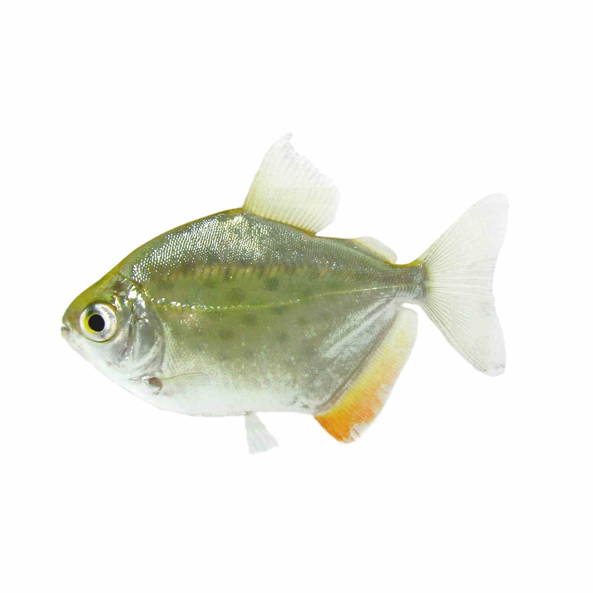 Spotted Silver Dollar - Dwarf (5cm)