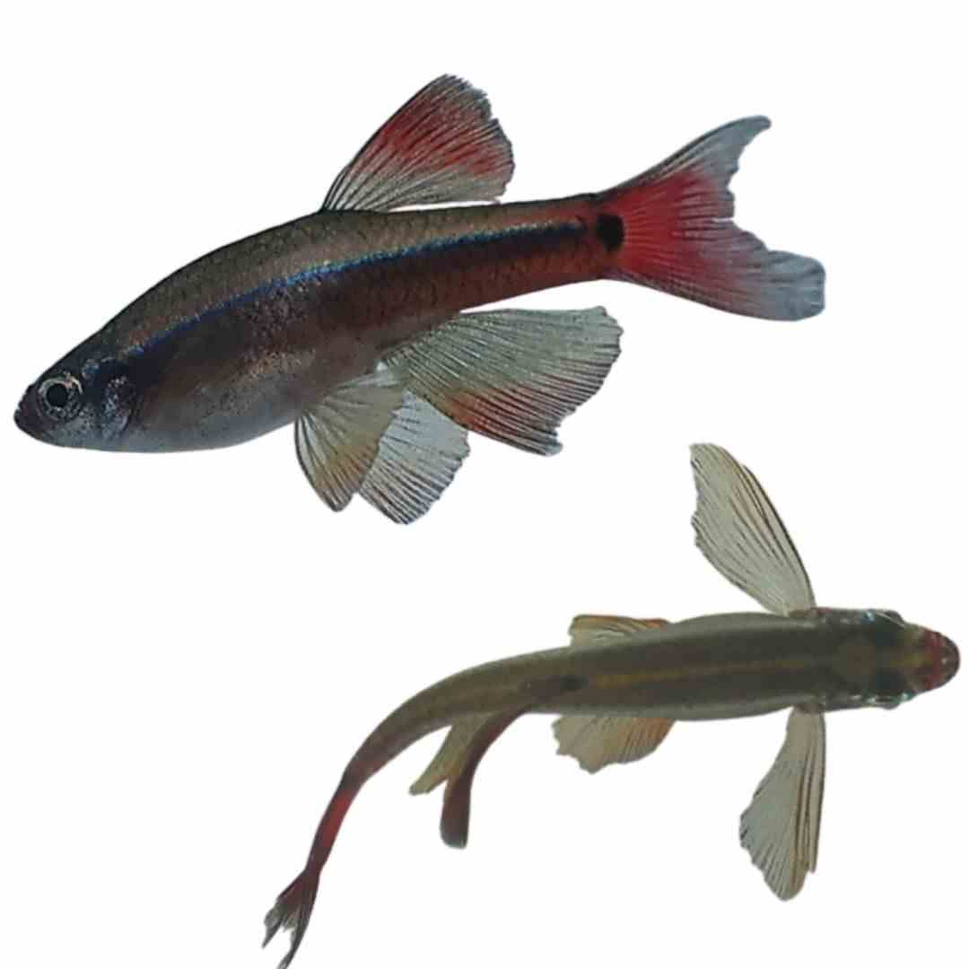 Long Fin White Cloud (3cm)