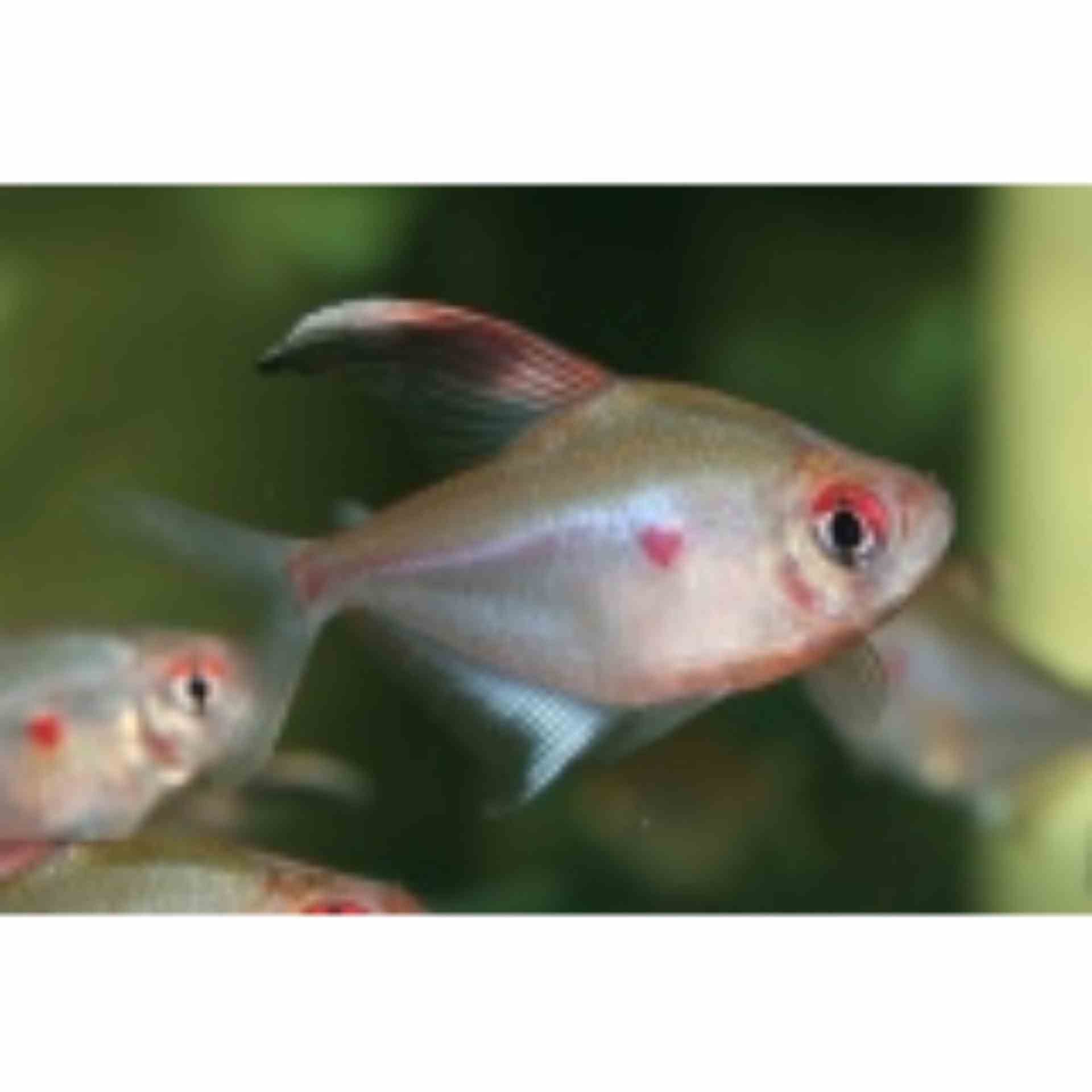 Bleeding Heart Tetra- Wild (4cm)