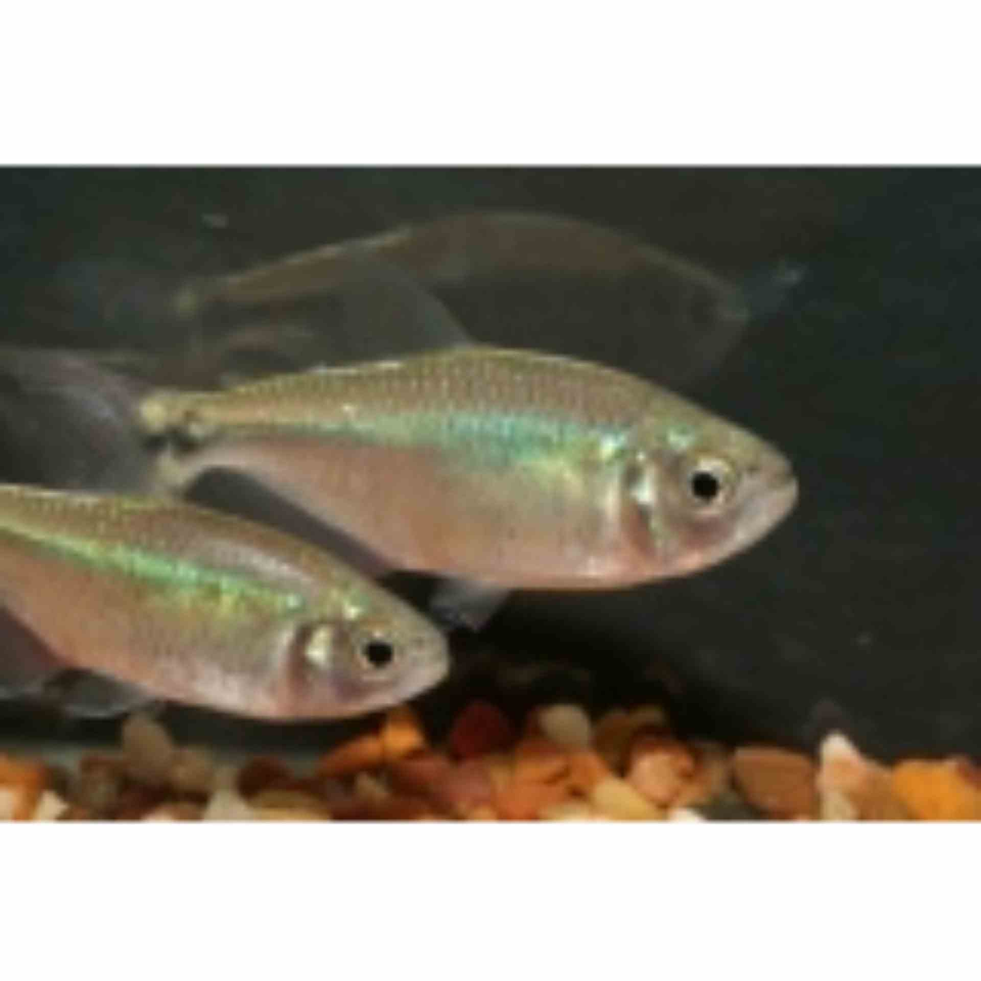 Buenos Aires Tetra (4cm)