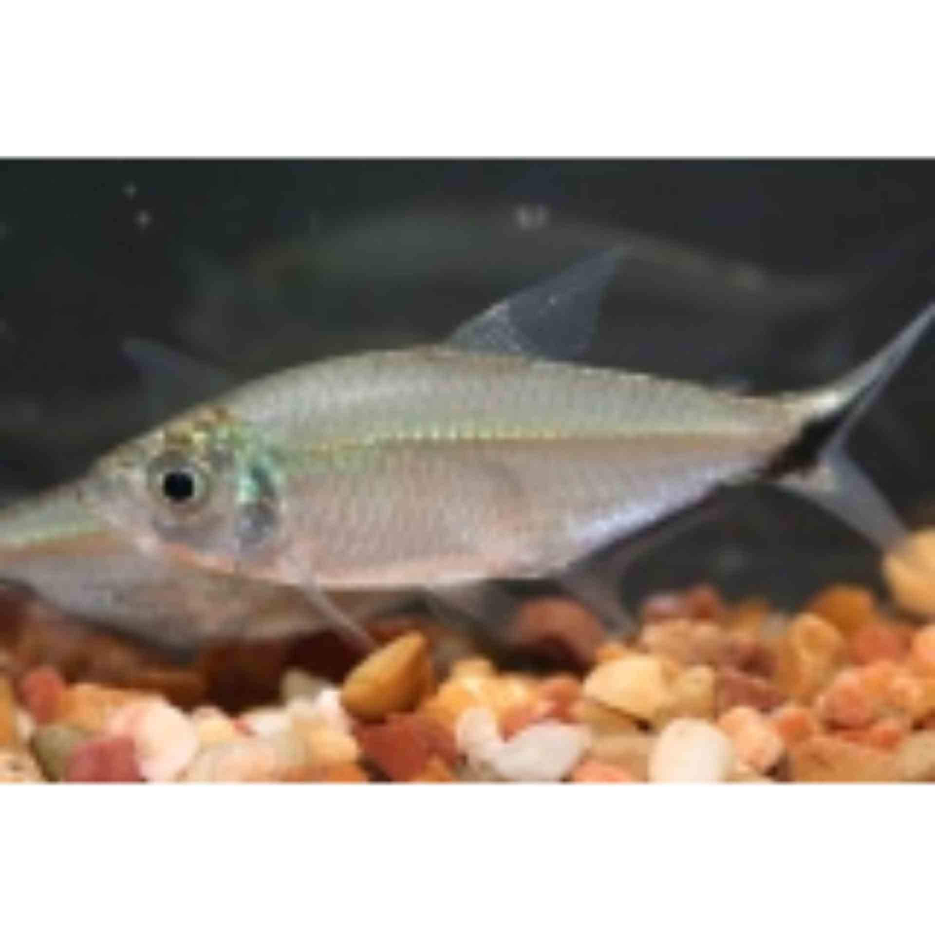 Costae Tetra (3.5cm)