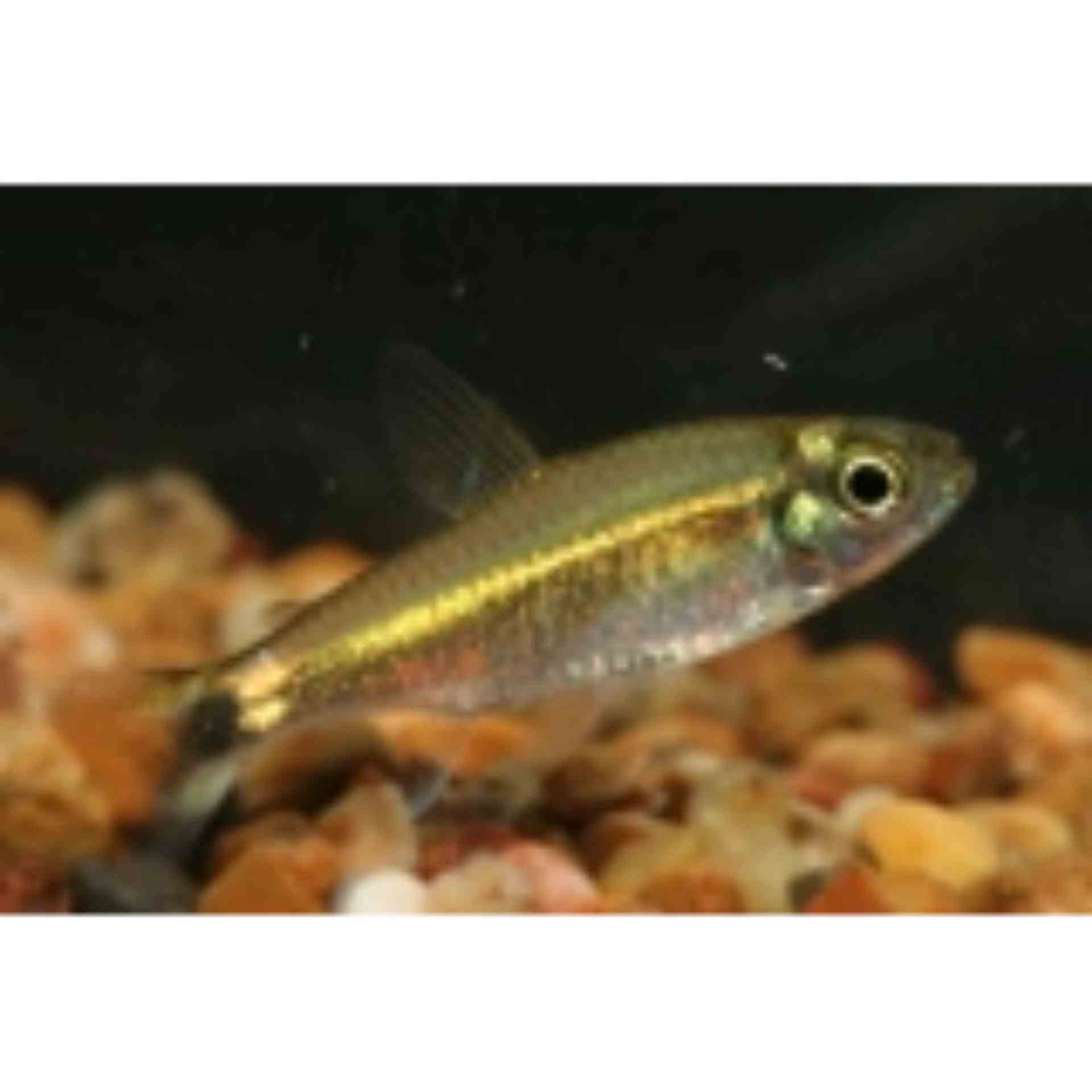 January Tetra (3cm)
