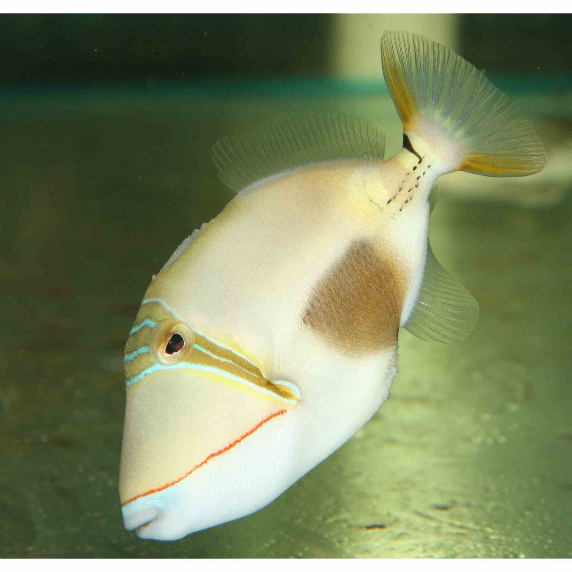 Triggerfish - Blackbelly (MED)