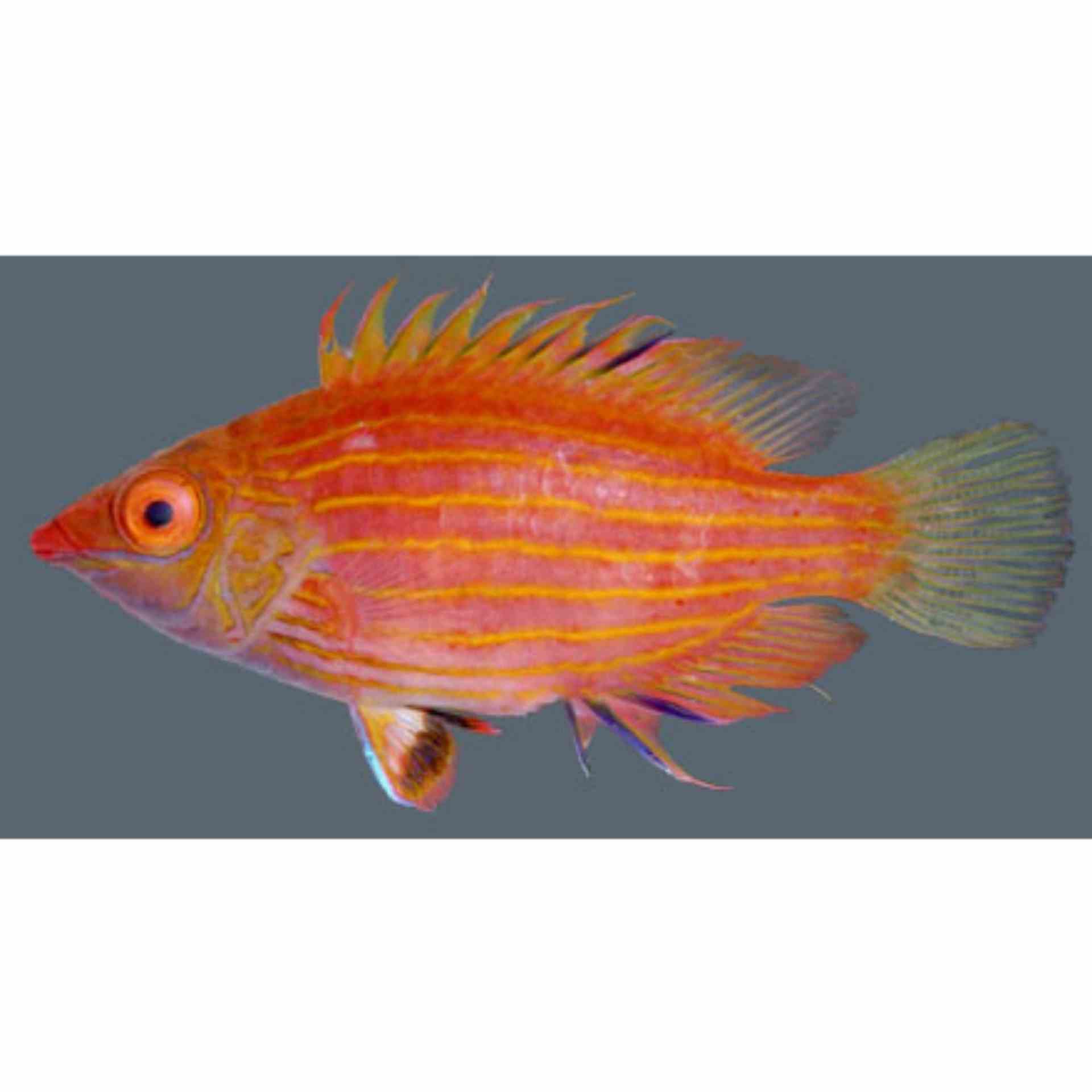 Wrasse - Pink Streak (MED)