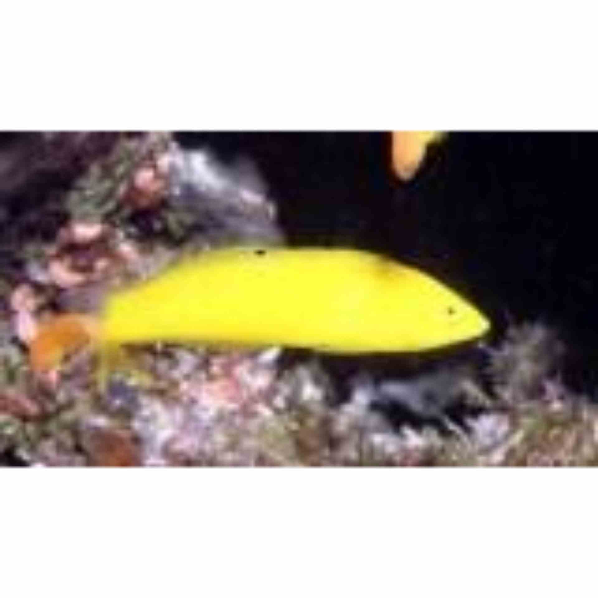 Wrasse - Banana (MED)