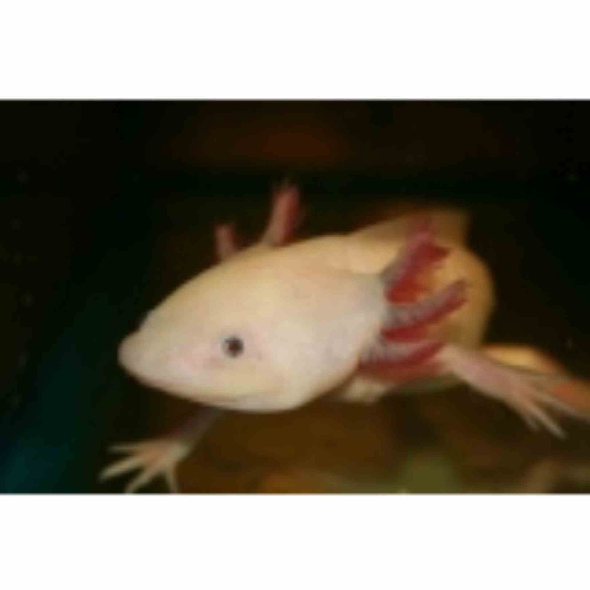 Walking Fish White (15cm)