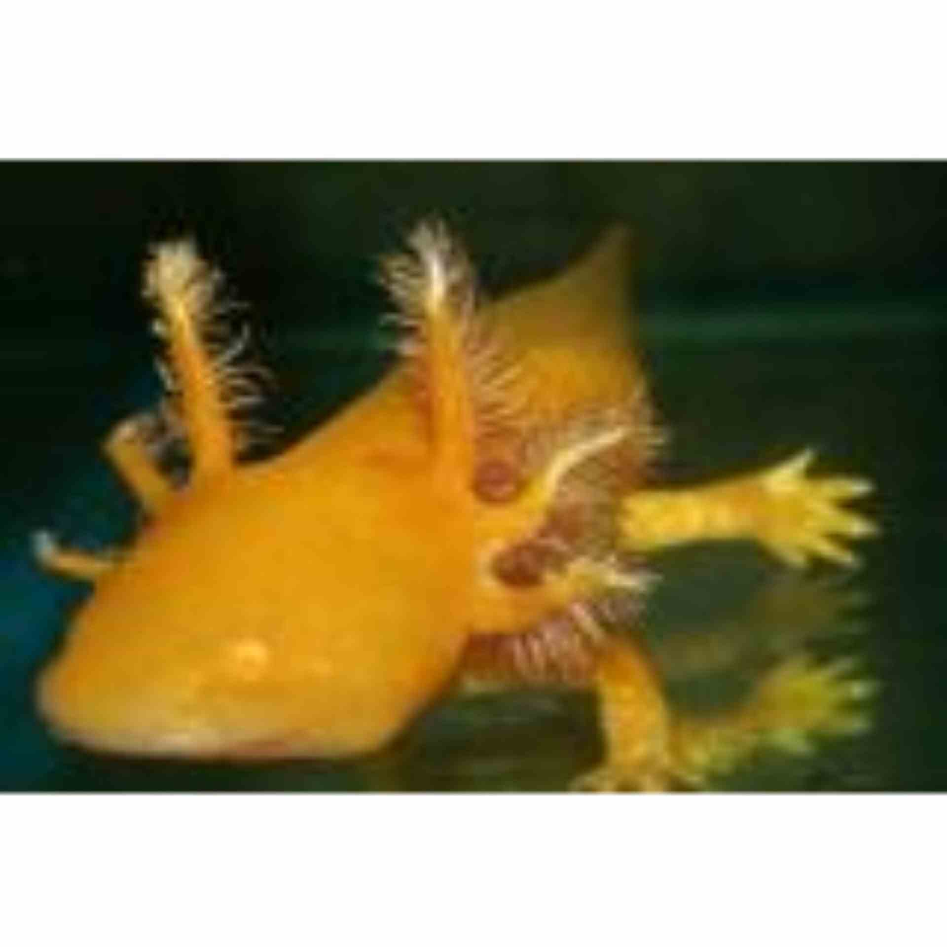 Walking Fish Golden (15cm)