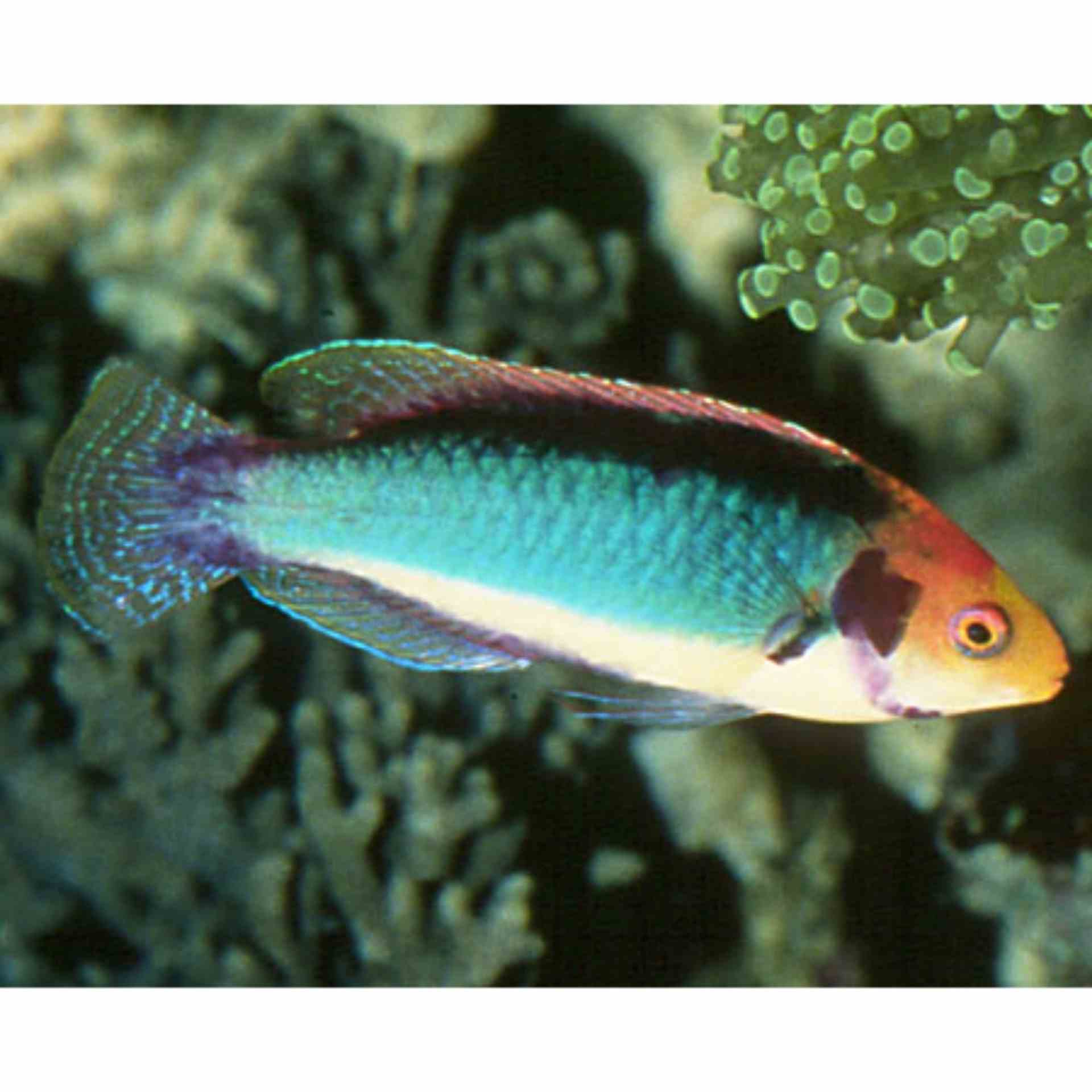 Wrasse - Multicolour Fairy (MED)