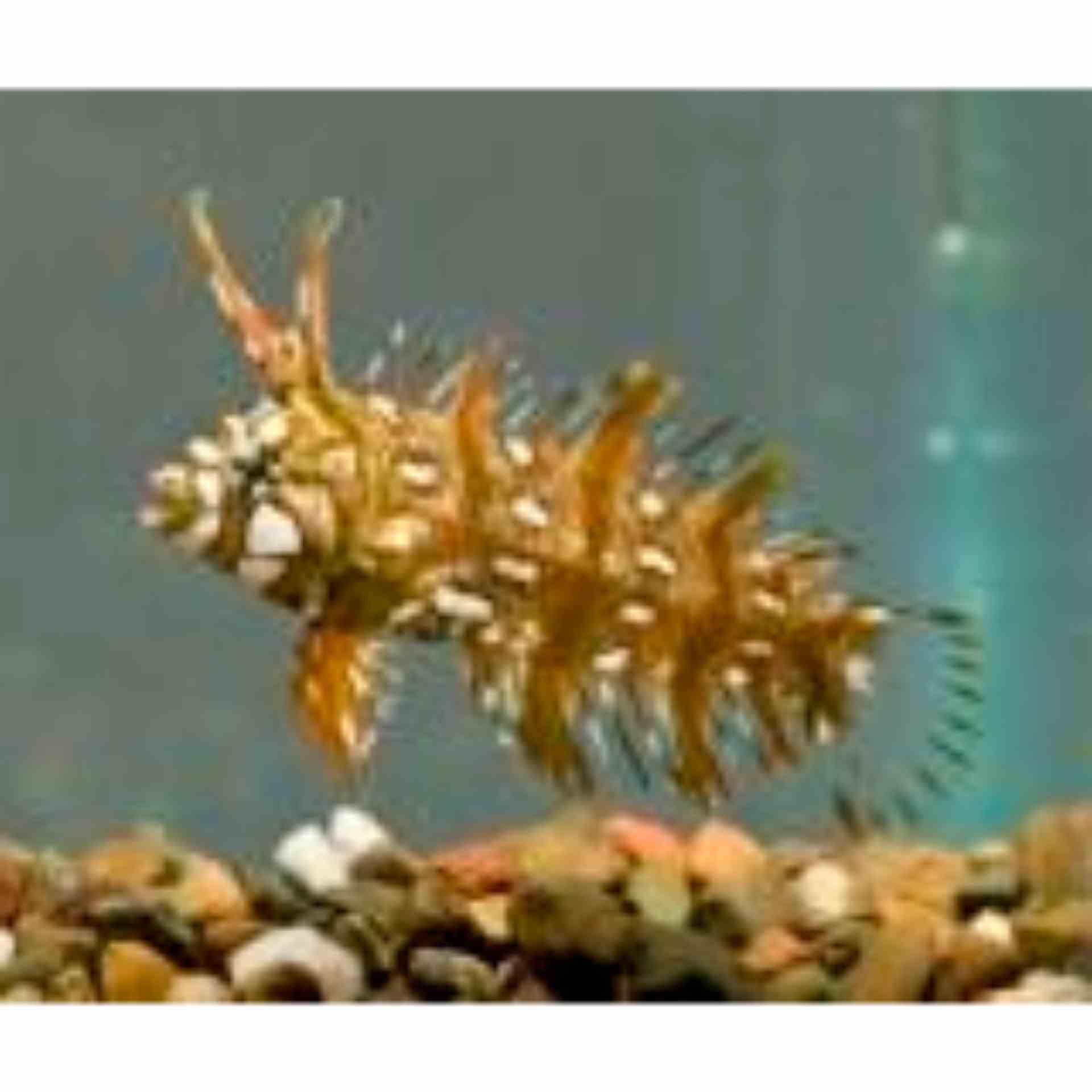 Wrasse Dragon (MED)