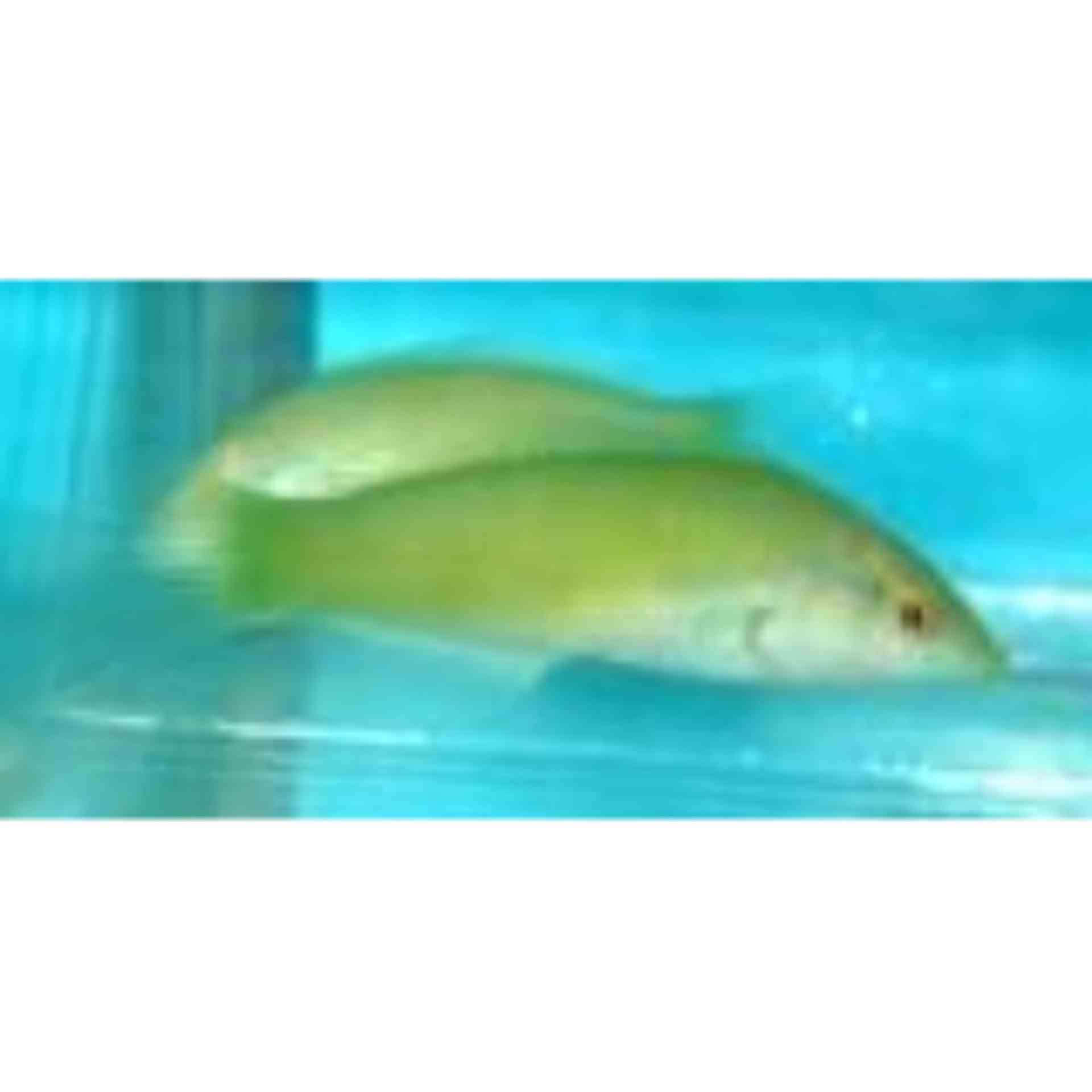 Wrasse - Pastel Green (MED)