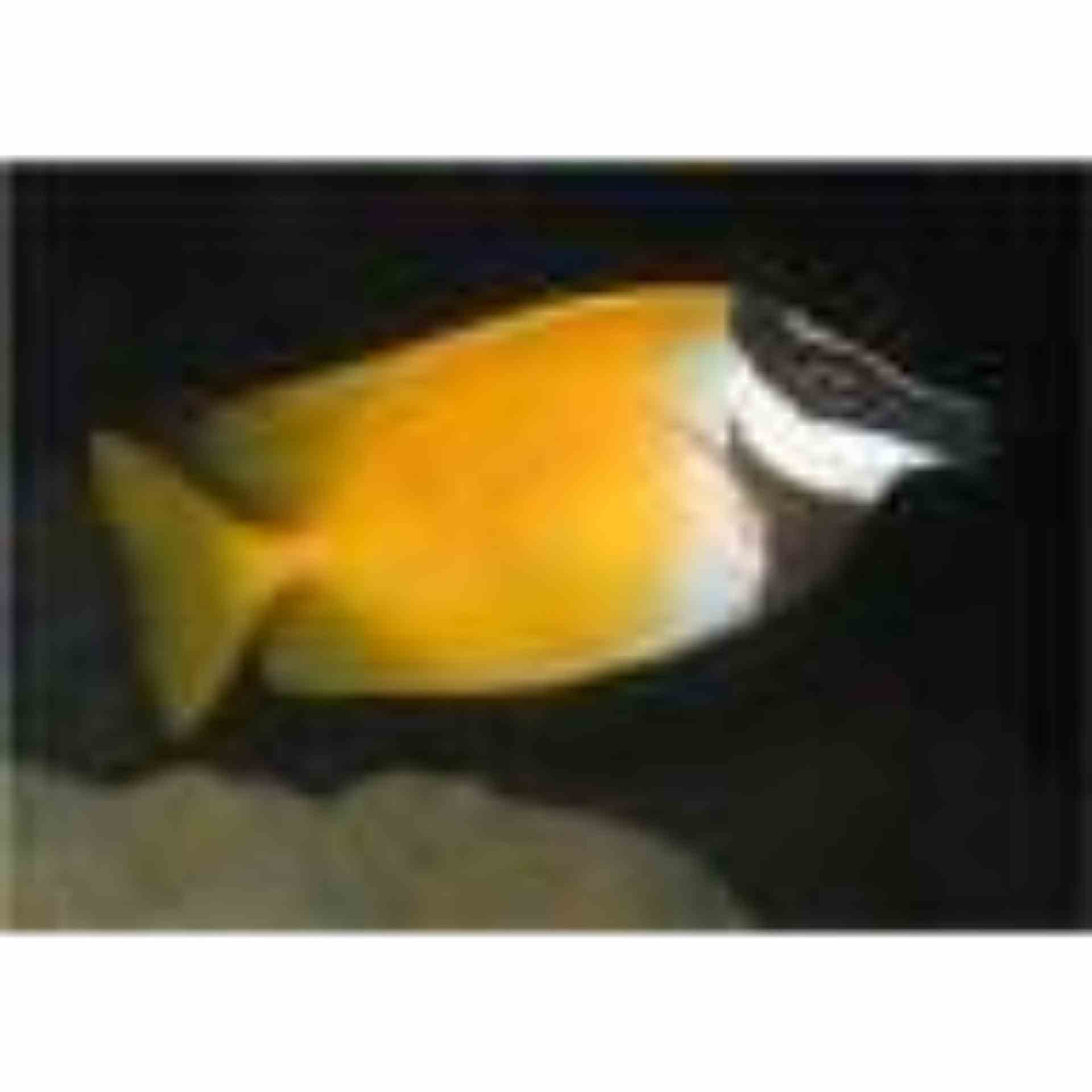 Rabbitfish - Foxface Haz (MED)