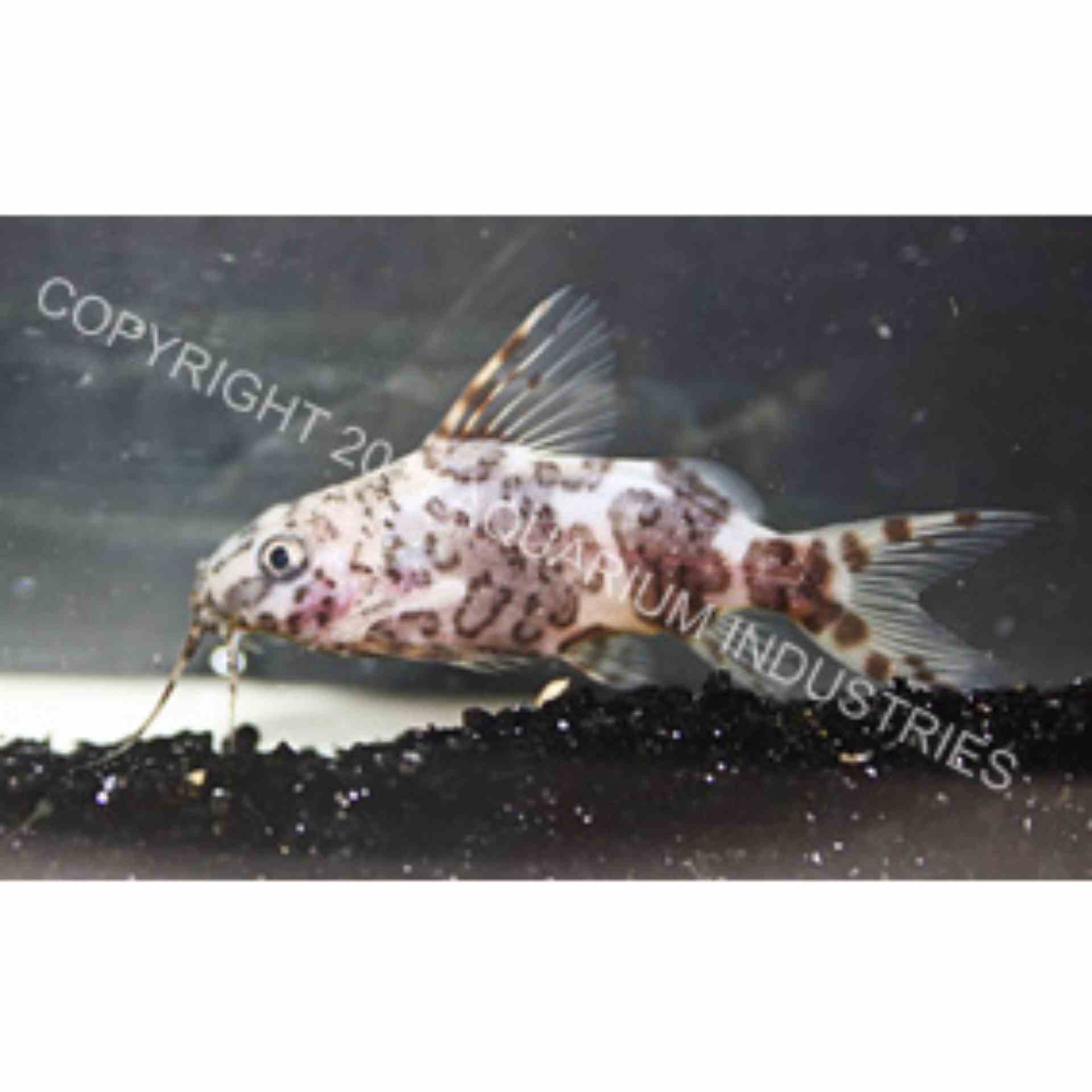 Zebra Upside Down Catfish (5cm)